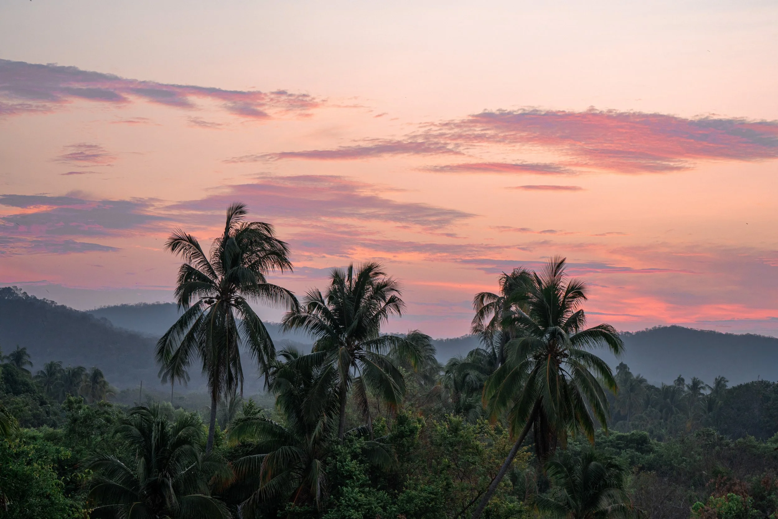 Gentle Jungle - 5k Wallpaper by socalaquashots.jpg