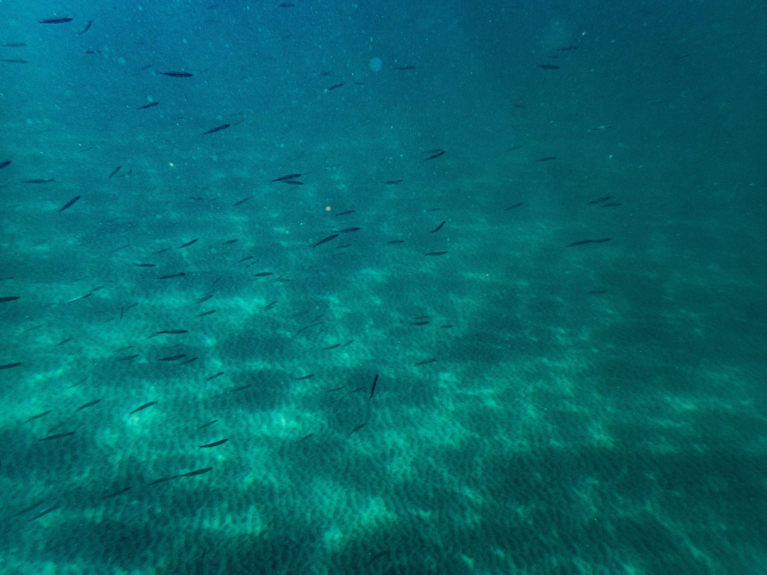 Underwater scene with small fish swimming above coral reef or seabed.
