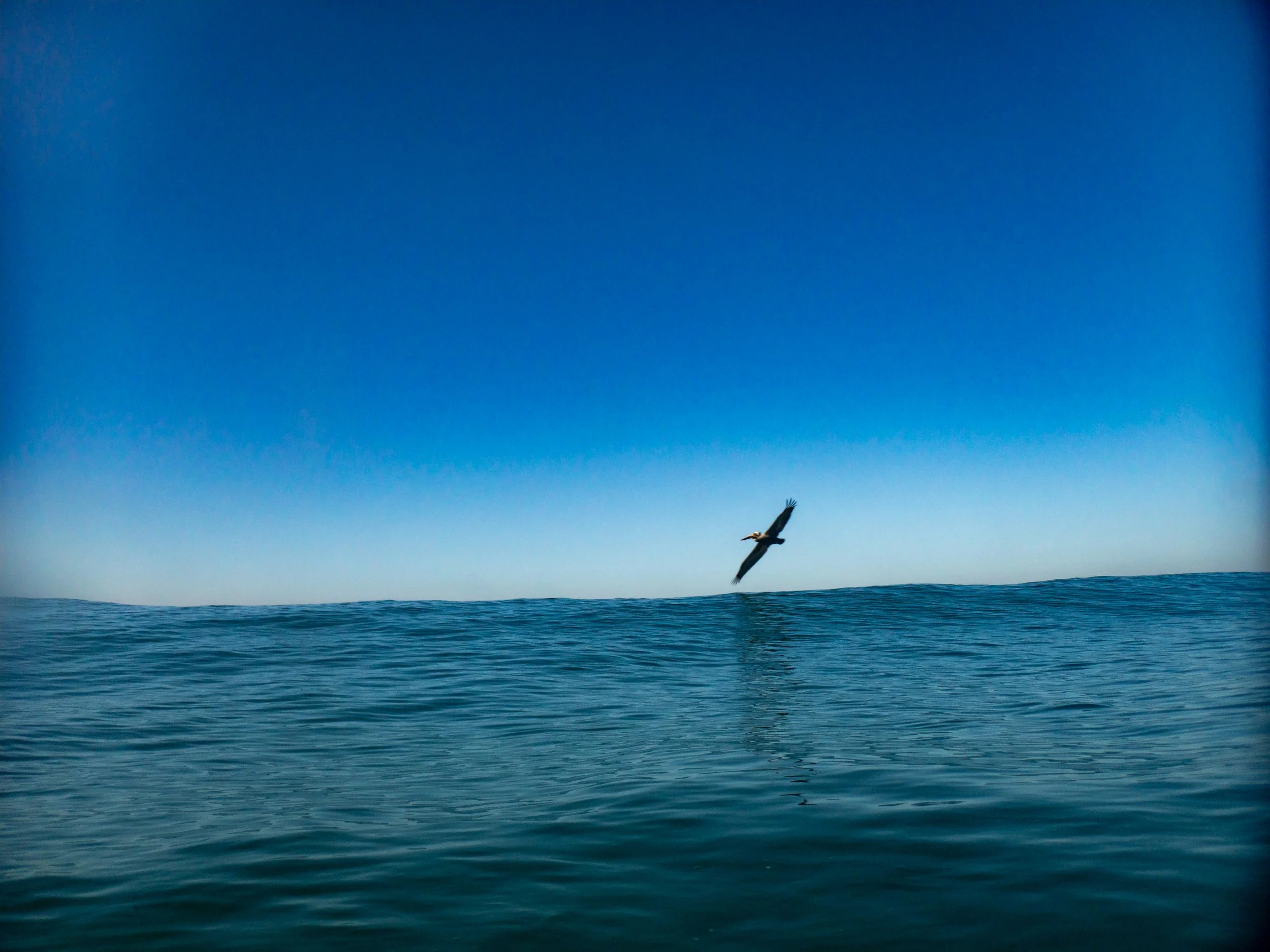 A bird flying over the ocean with a clear blue sky in the background.