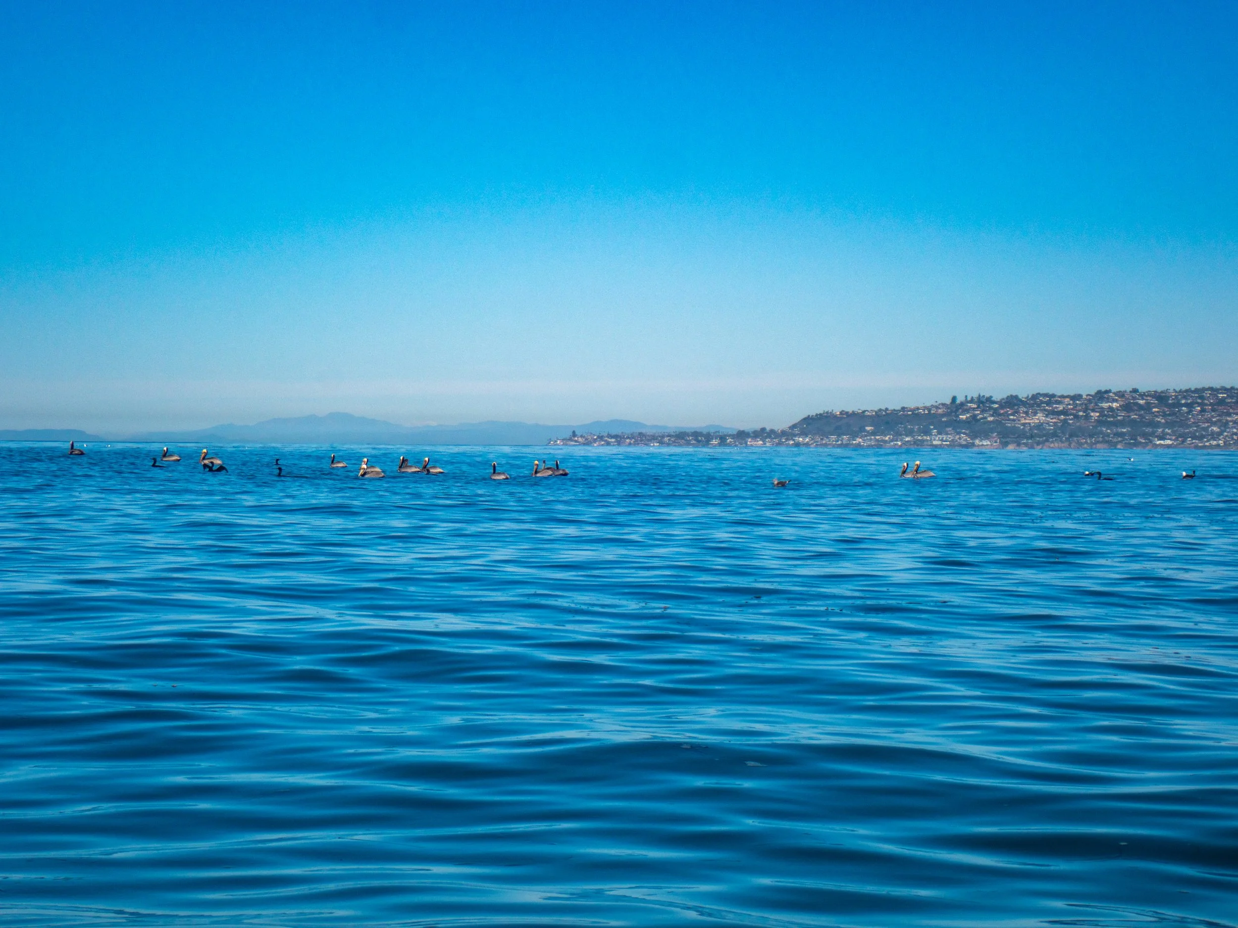 A calm body of water with a grouping of pelicans floating on the surface, and a distant shoreline with buildings and hills under a clear blue sky.