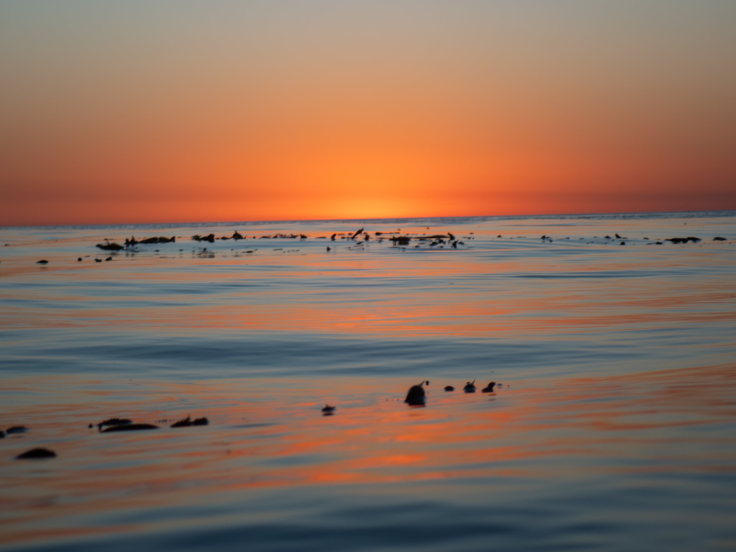 A sunset over the ocean with a flock of birds floating on the water.