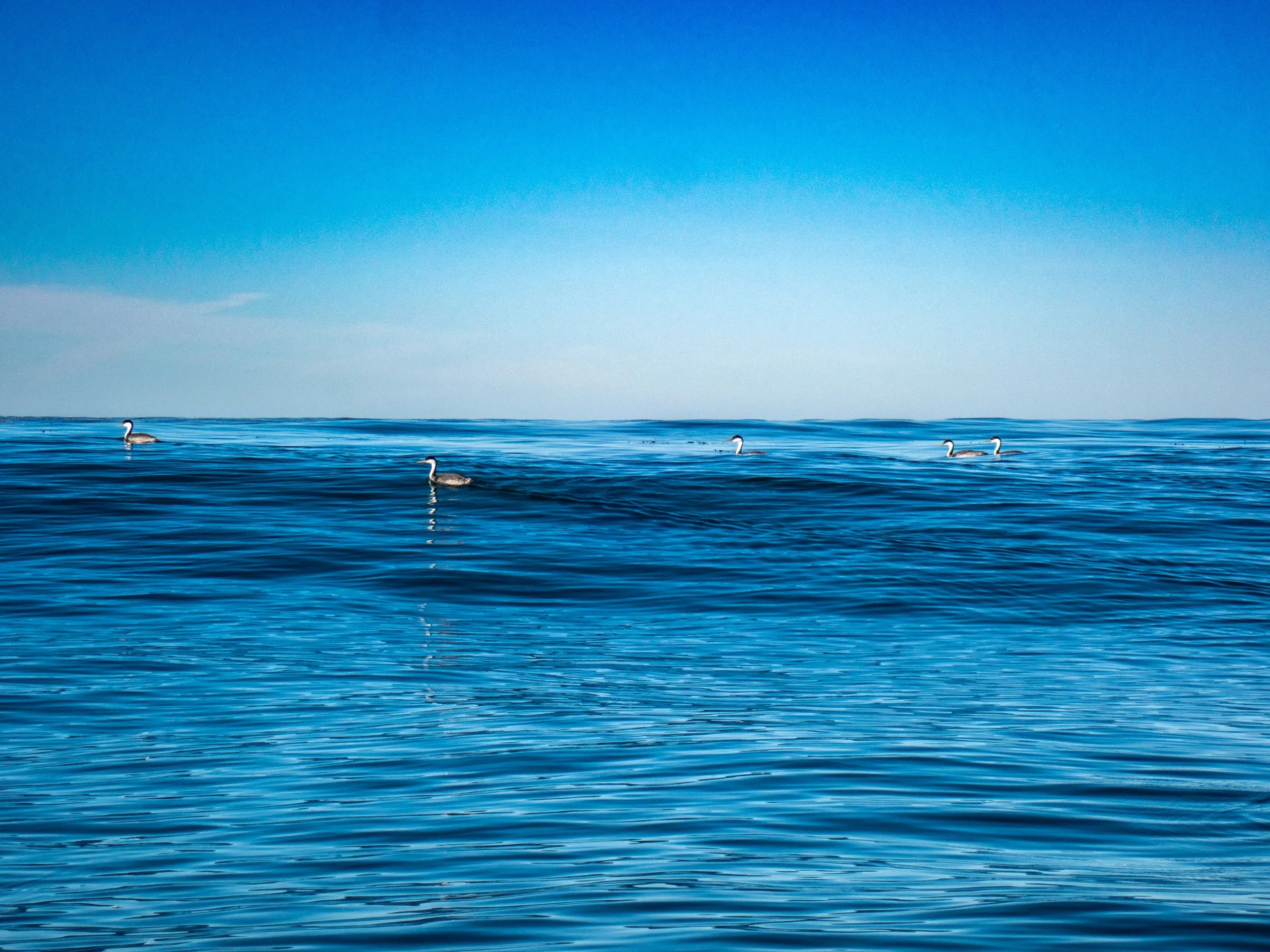 Seagulls floating on a calm, blue ocean with a clear sky above.