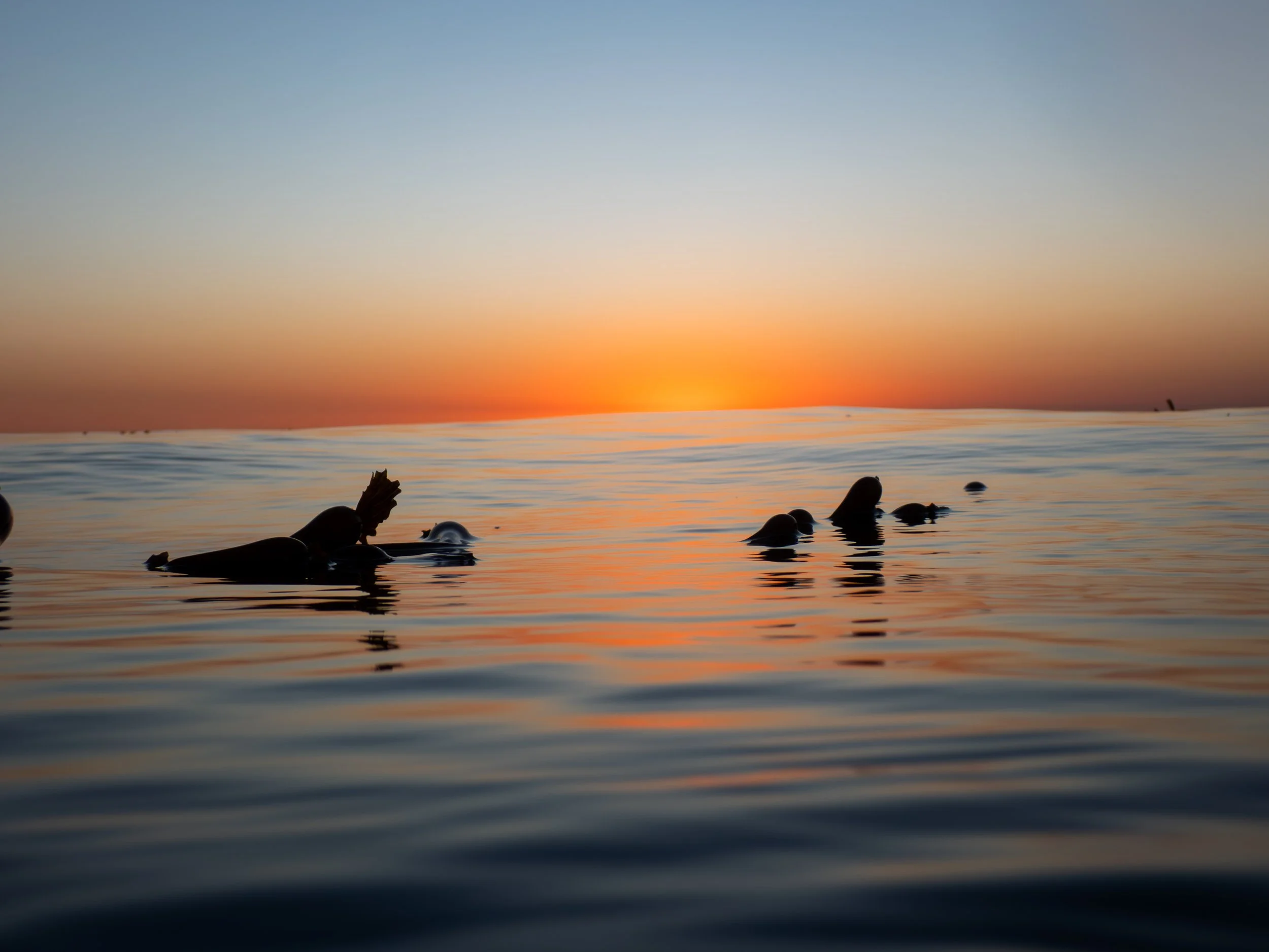 Seals floating on calm ocean water at sunset with a clear sky.