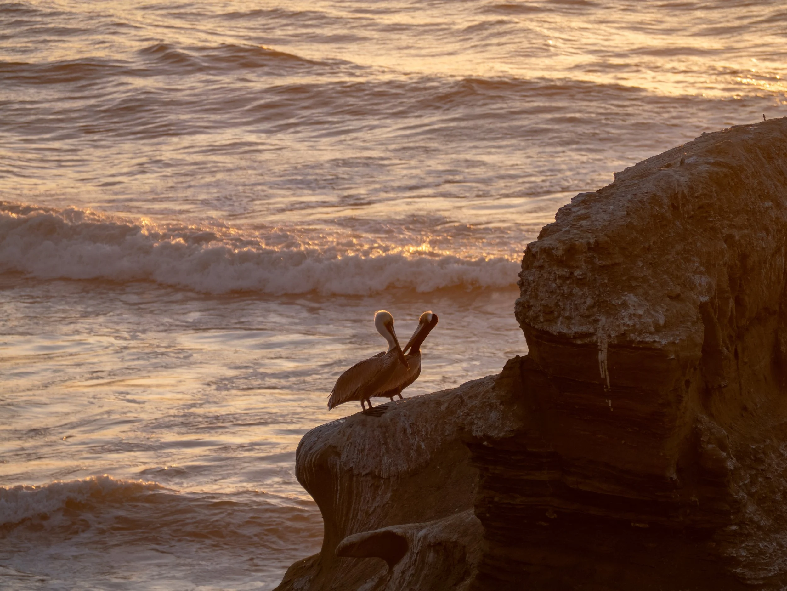 Two pelicans perched on rocks near the ocean at sunset with waves in the background.