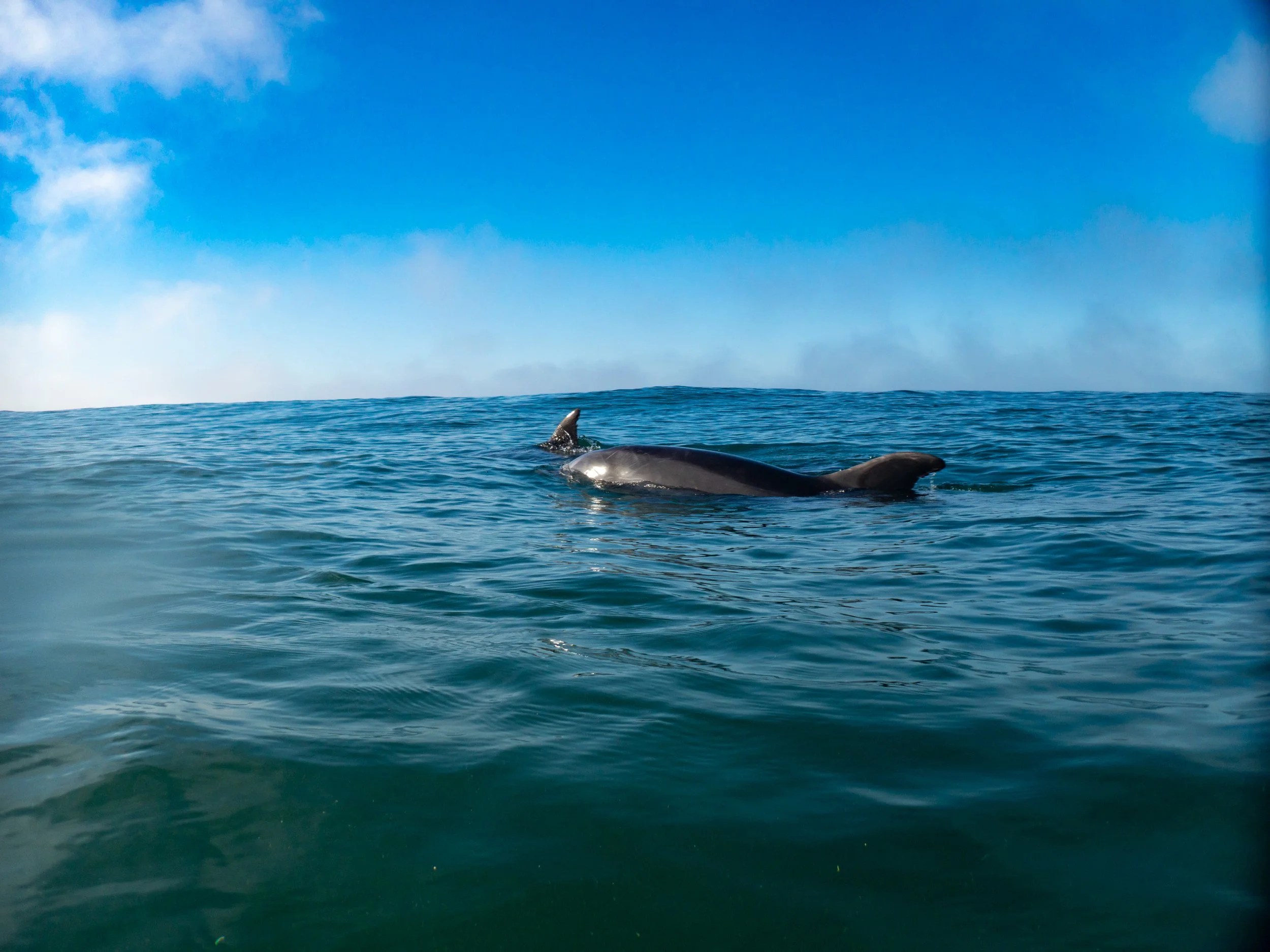 A dolphin swimming in the ocean with a clear blue sky and some clouds in the background.