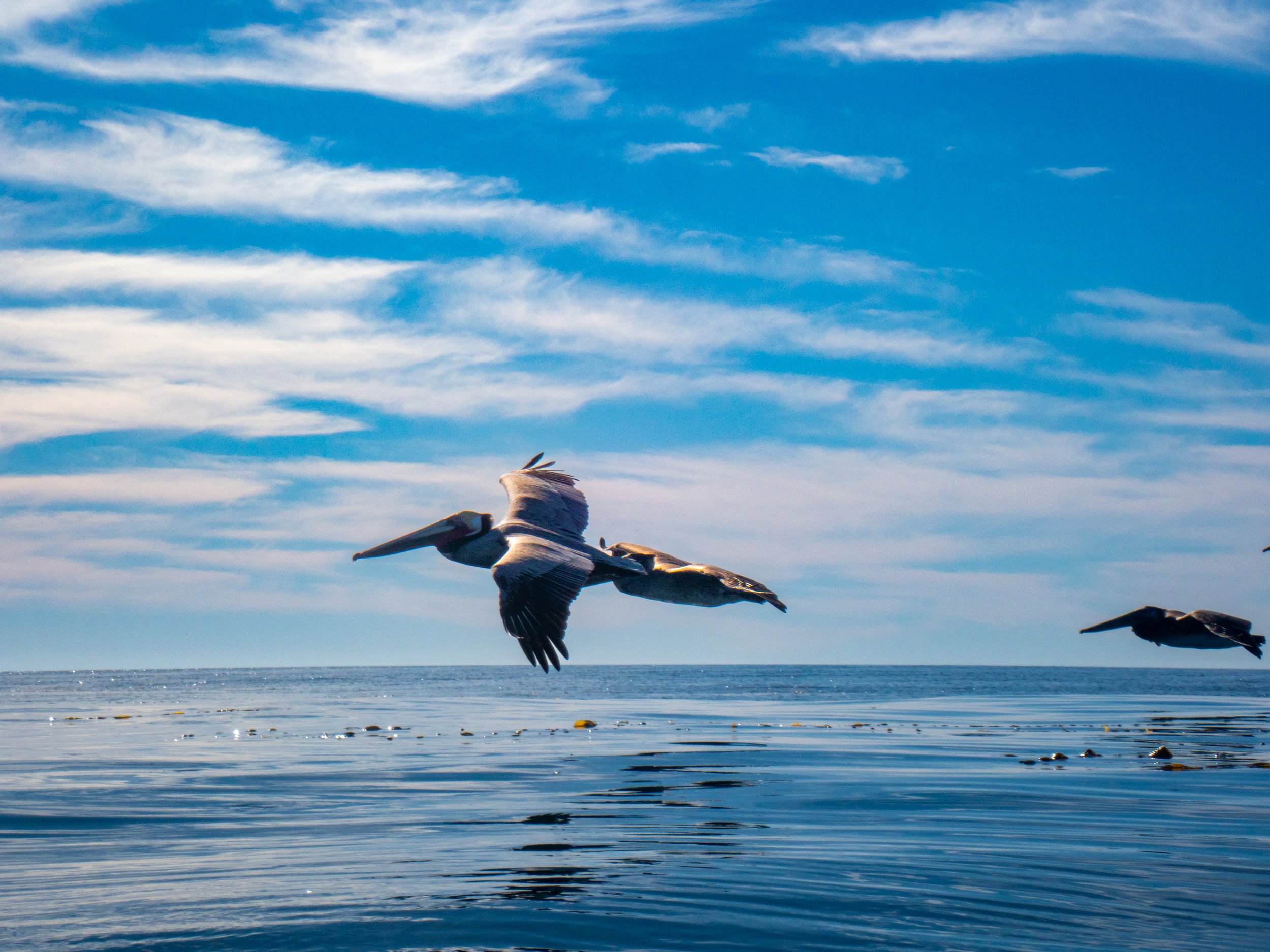 Seagulls flying over the ocean with a partly cloudy sky in the background.