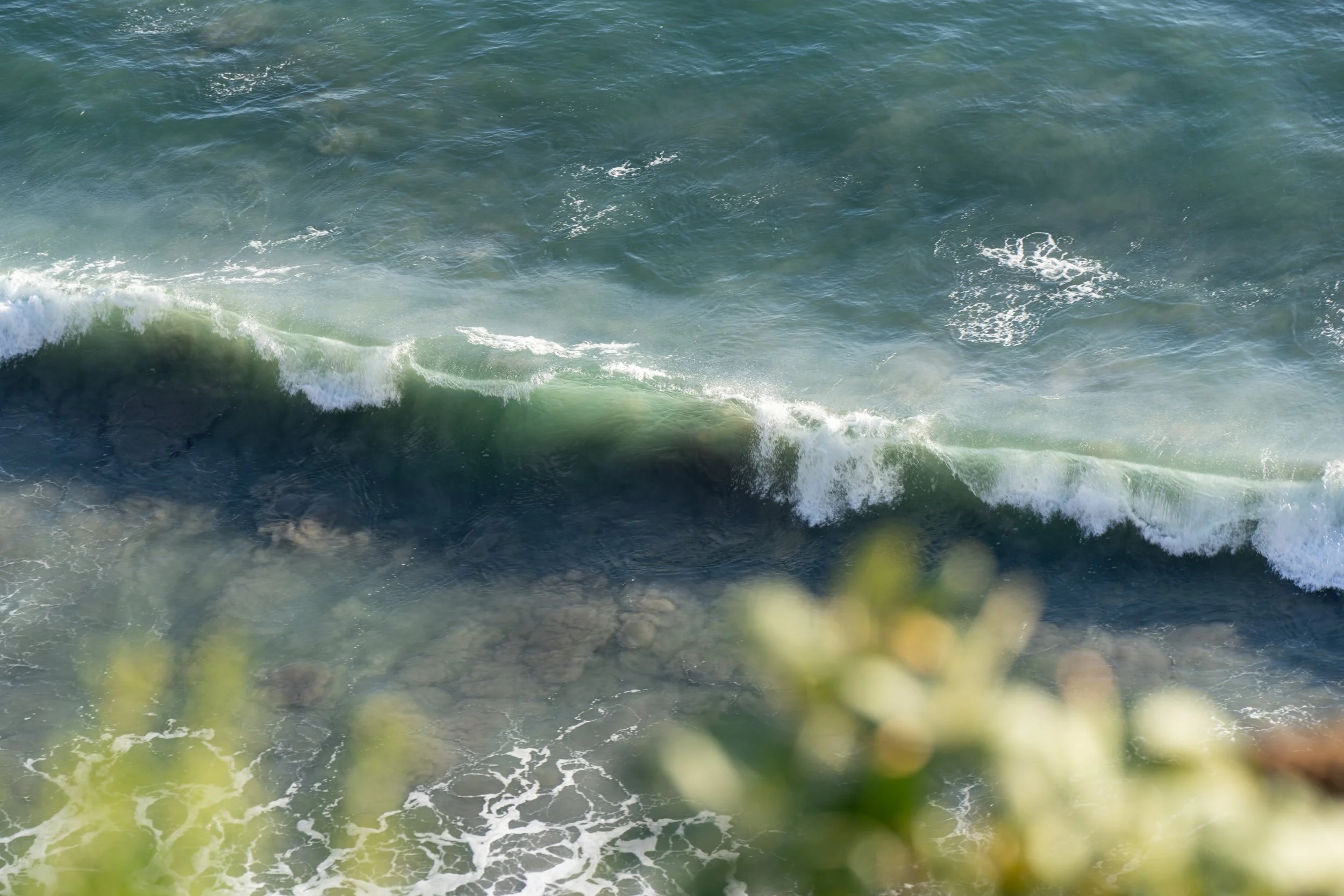 Ocean waves crashing on the shore with some greenery in the foreground.