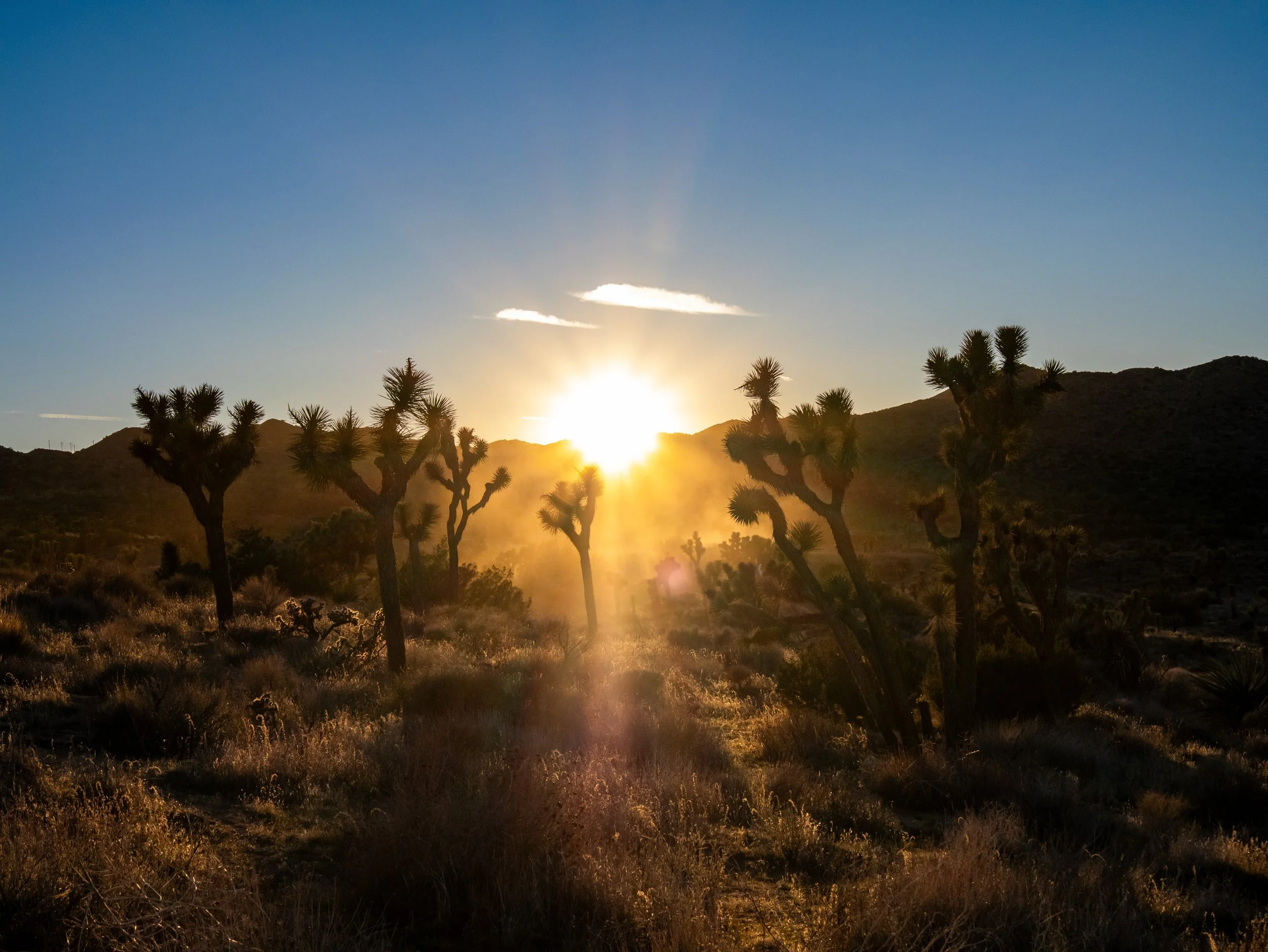 Sunset over a desert landscape with Joshua trees and mountains in the background.