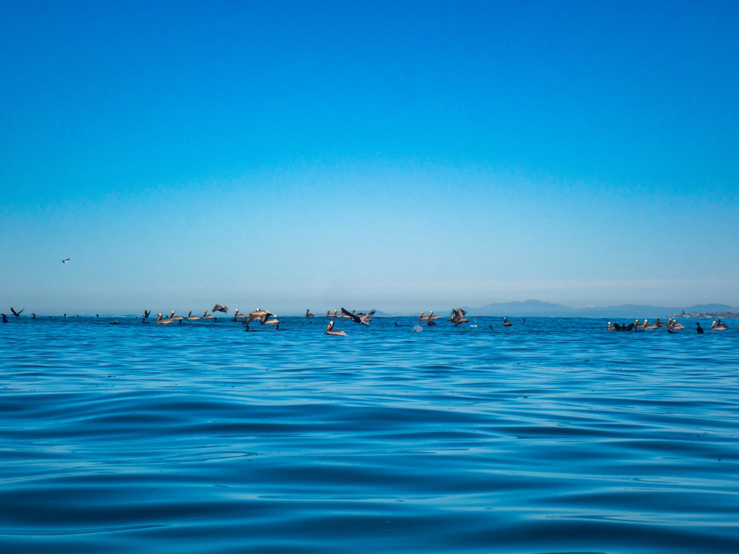 A large group of pelicans swimming and flying in calm blue ocean waters with a clear blue sky and distant mountains in the background.