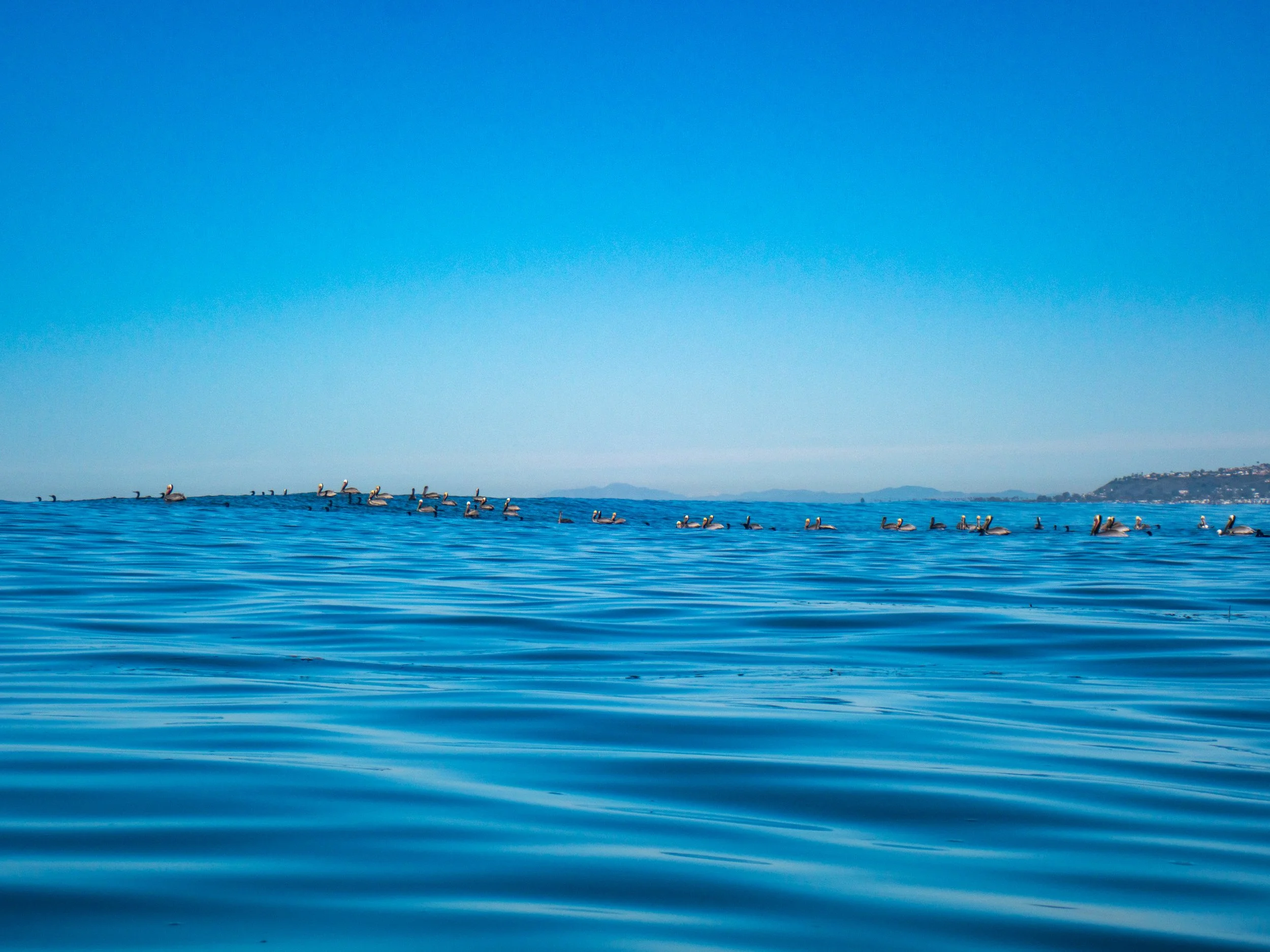 A calm blue ocean with a group of pelicans floating on the water near the horizon, with land and hills in the background under a clear blue sky.