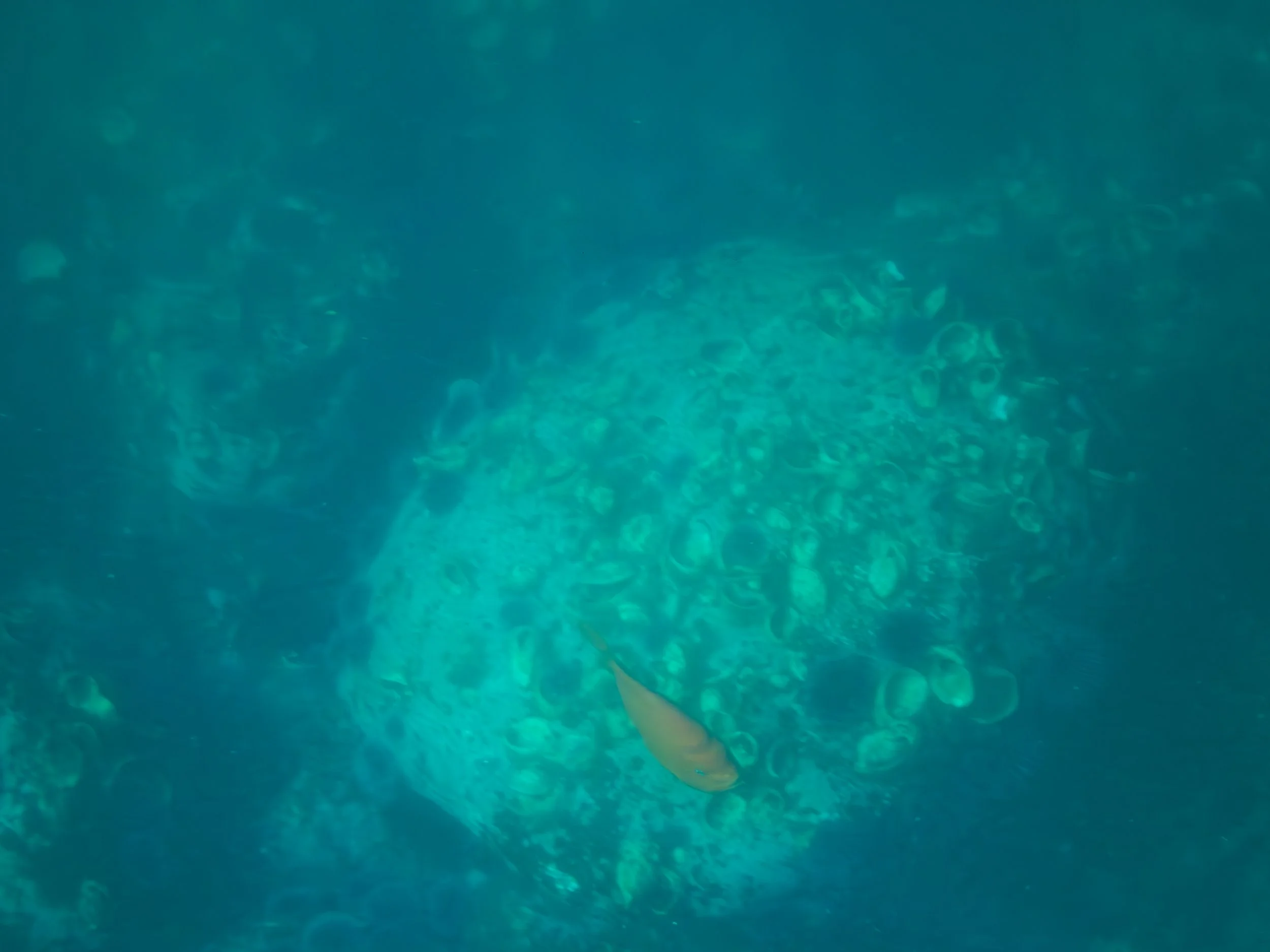 A small orange fish swimming in a blue-green ocean with coral or rocks in the background.