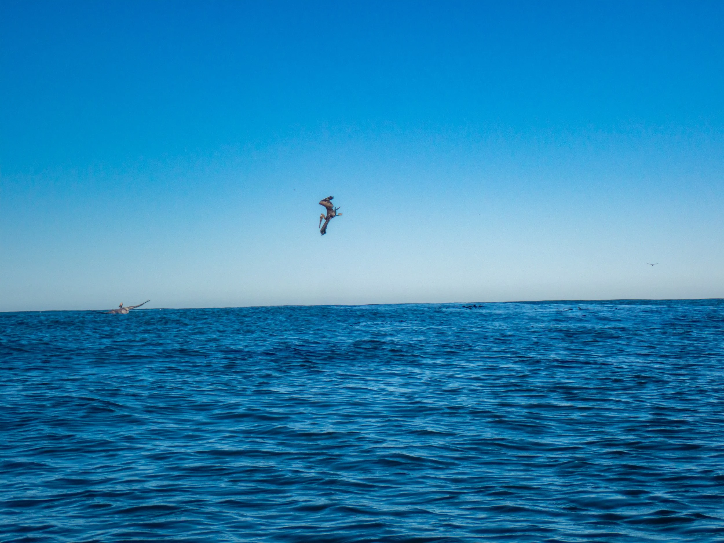 A seagull diving into the ocean, with another seagull flying in the distance on a clear day with blue sky.