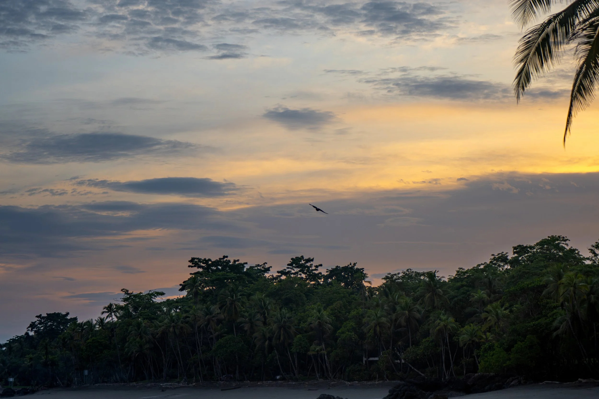 A tropical landscape at sunset with a cloudy sky, a flying bird, lush trees, and a beach in the foreground.