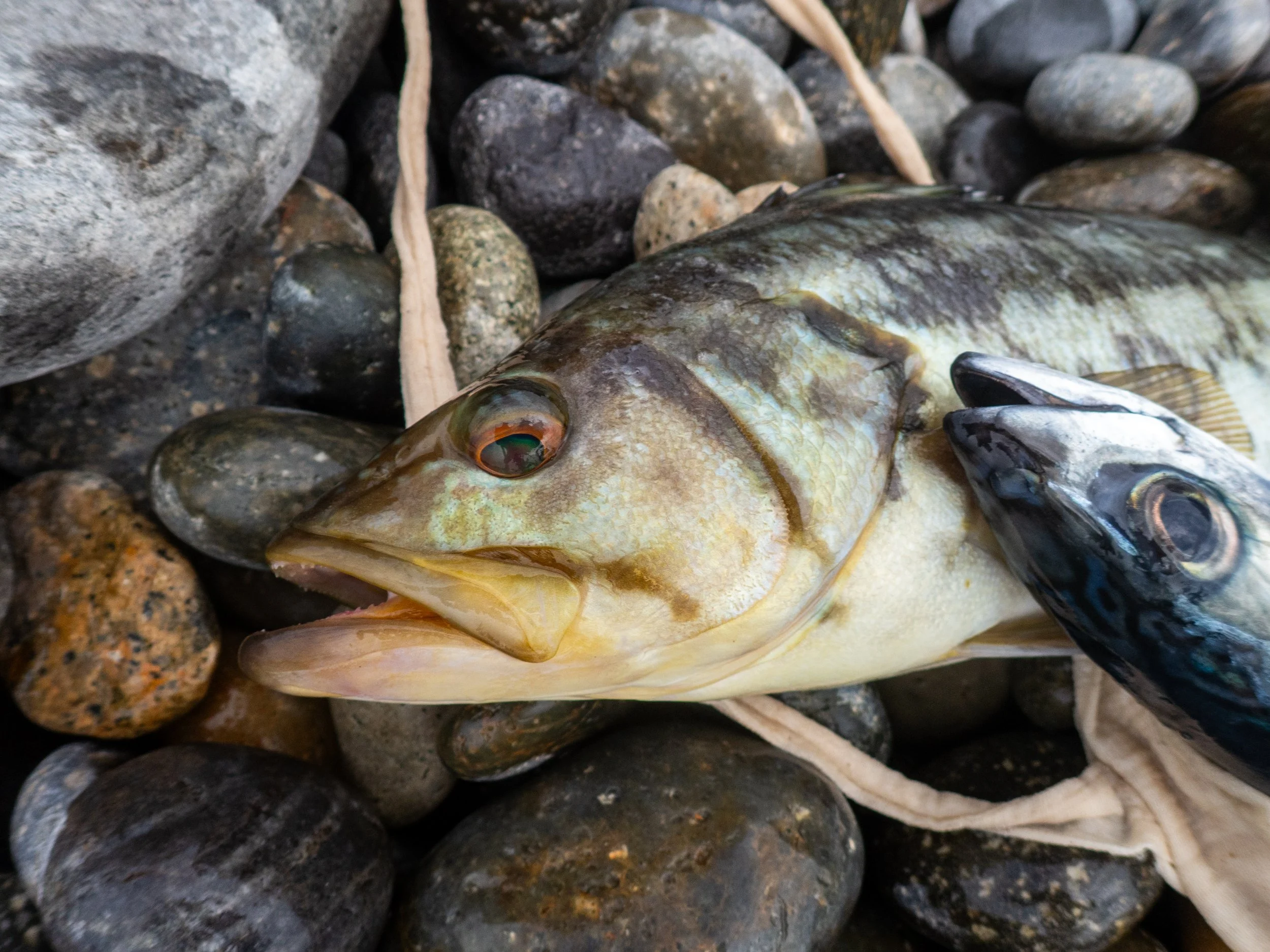 Close-up of two freshly caught fish lying on wet rocks, with one fish's head and eye clearly visible.