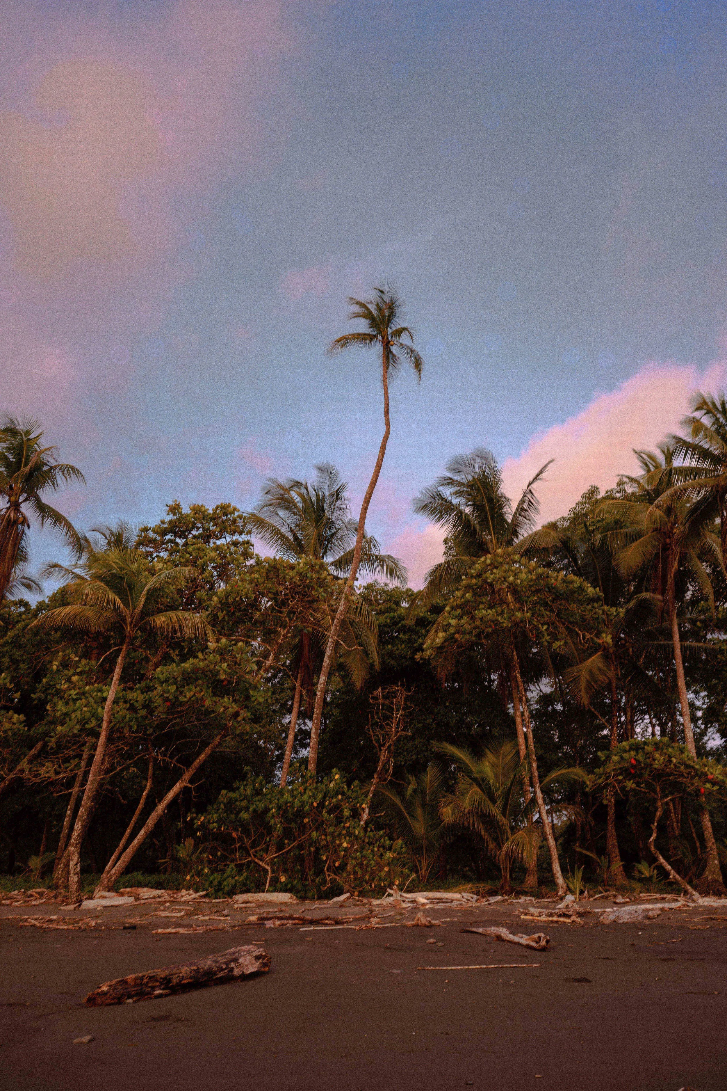 Tropical beach at sunset with palm trees and debris on the shore.