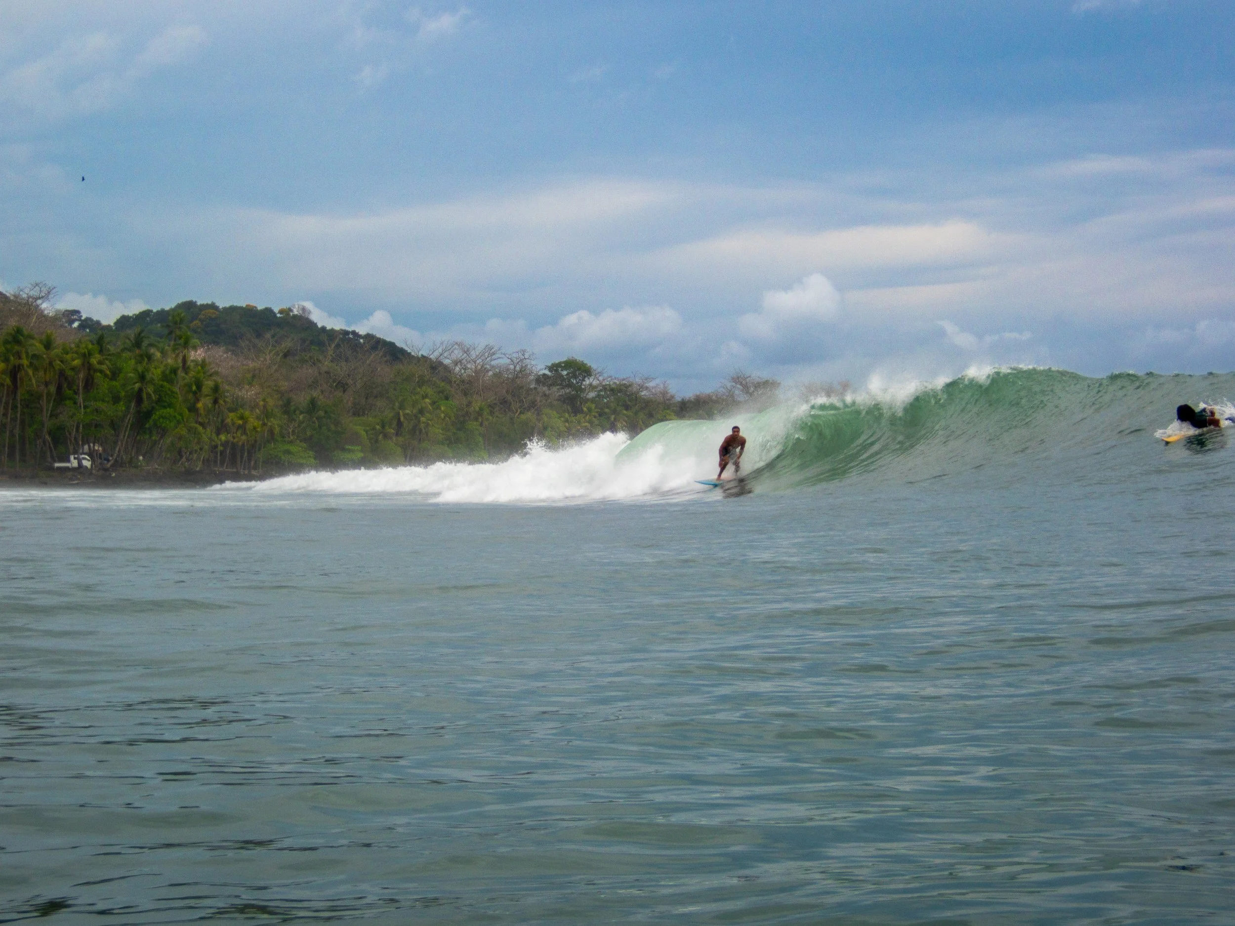 Surfer riding a wave near a tropical beach with palm trees in the background