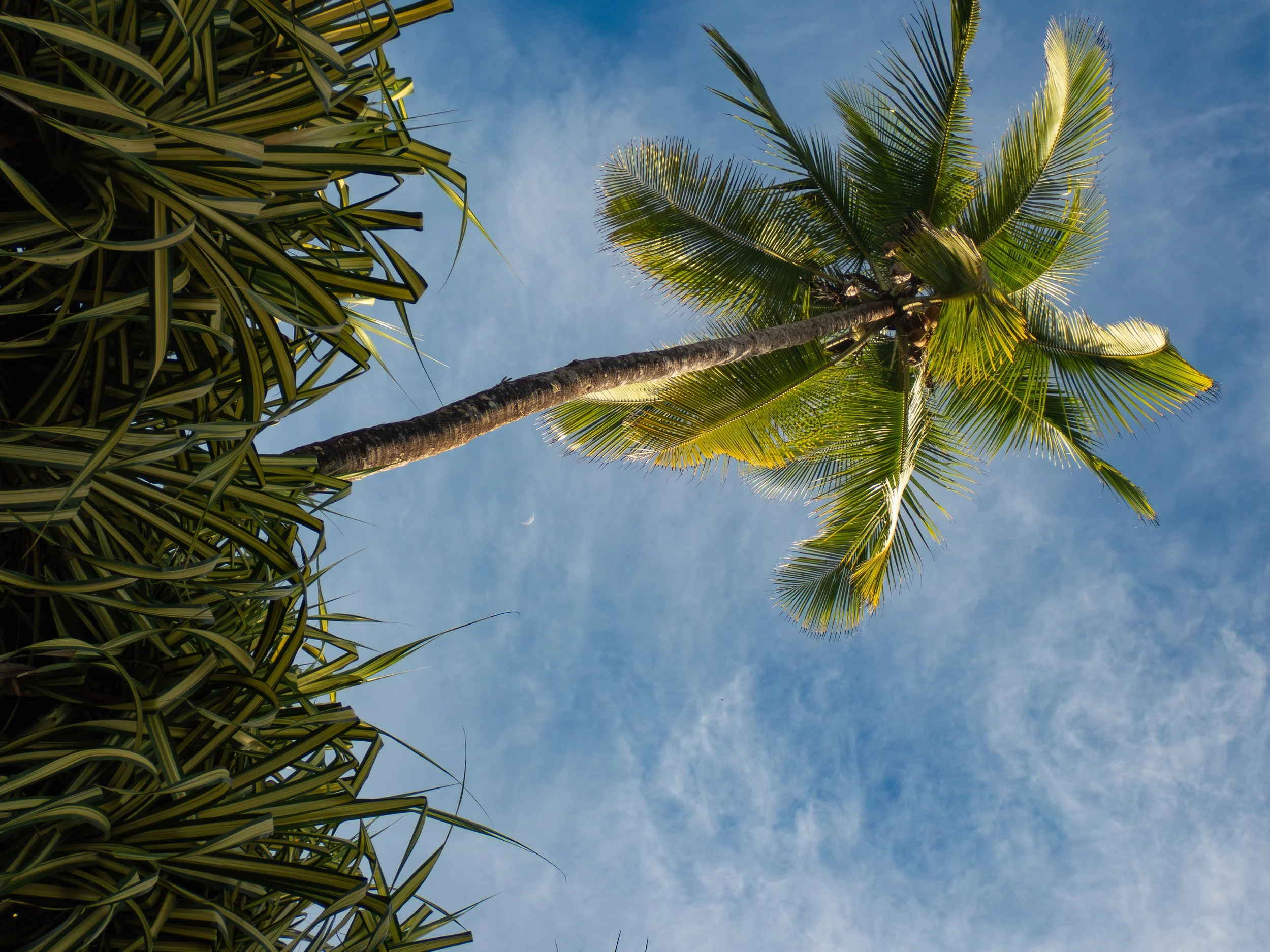 View of tall palm trees and a leafy plant against a blue sky with some wispy clouds and a small crescent moon.