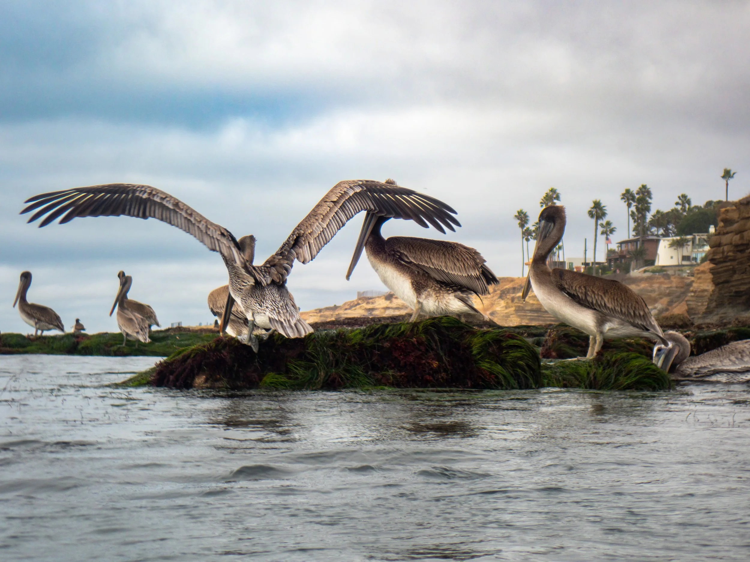 Group of five brown pelicans on rocks in water, with four pelicans in the background, nearby houses with palm trees on a coastline under cloudy sky.