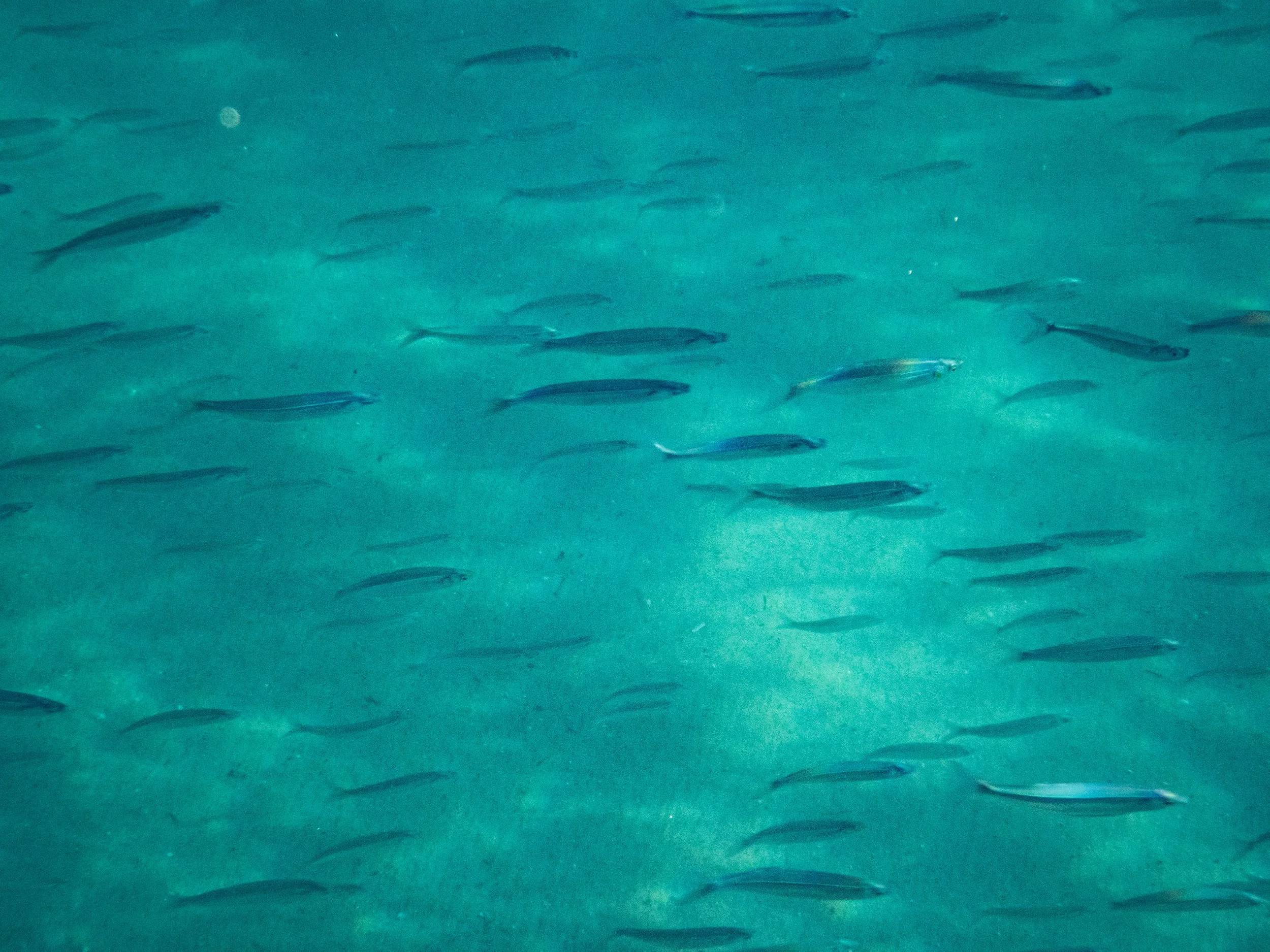 School of small fish swimming in clear turquoise water