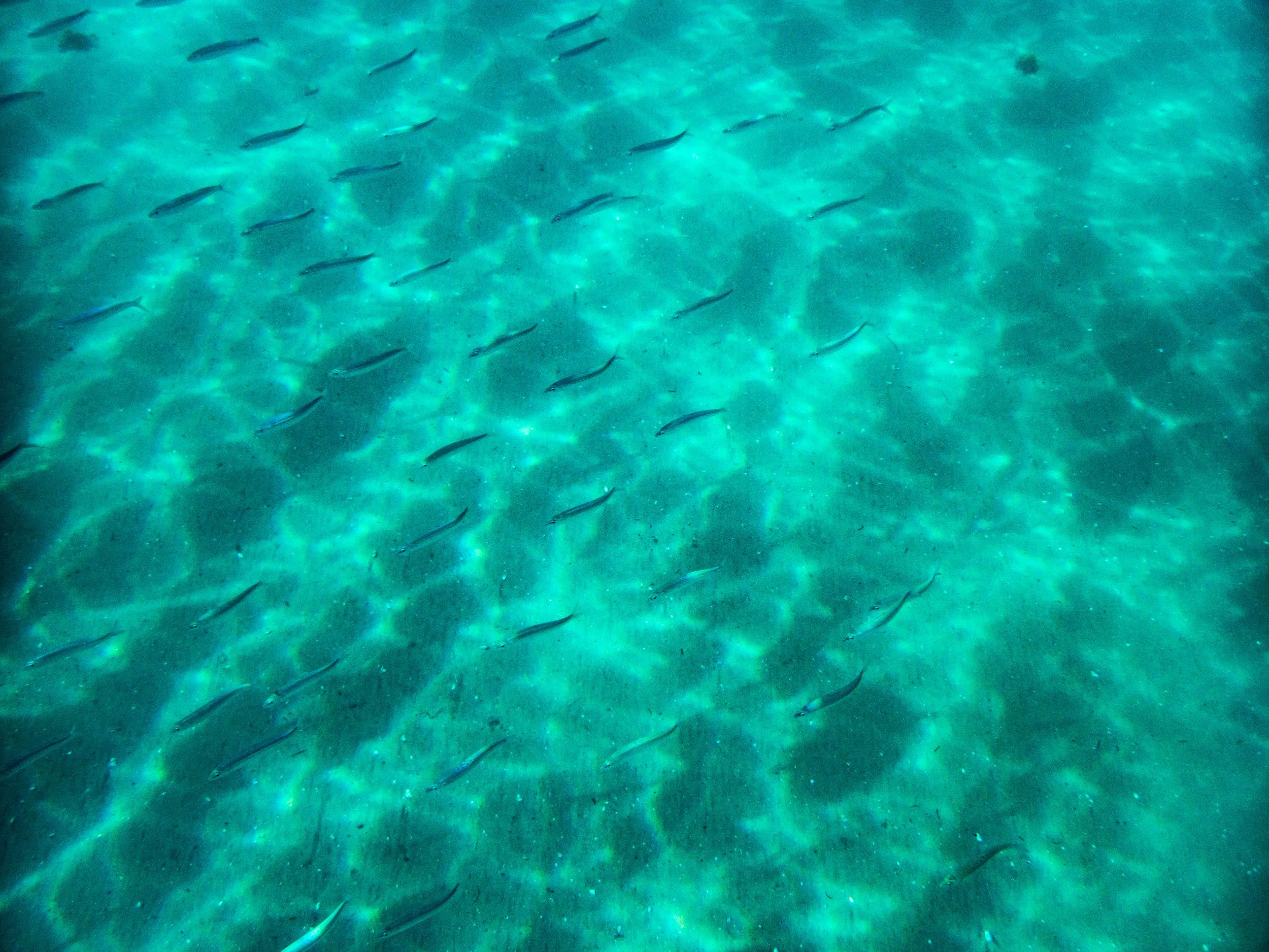 School of small fish swimming in clear blue water.