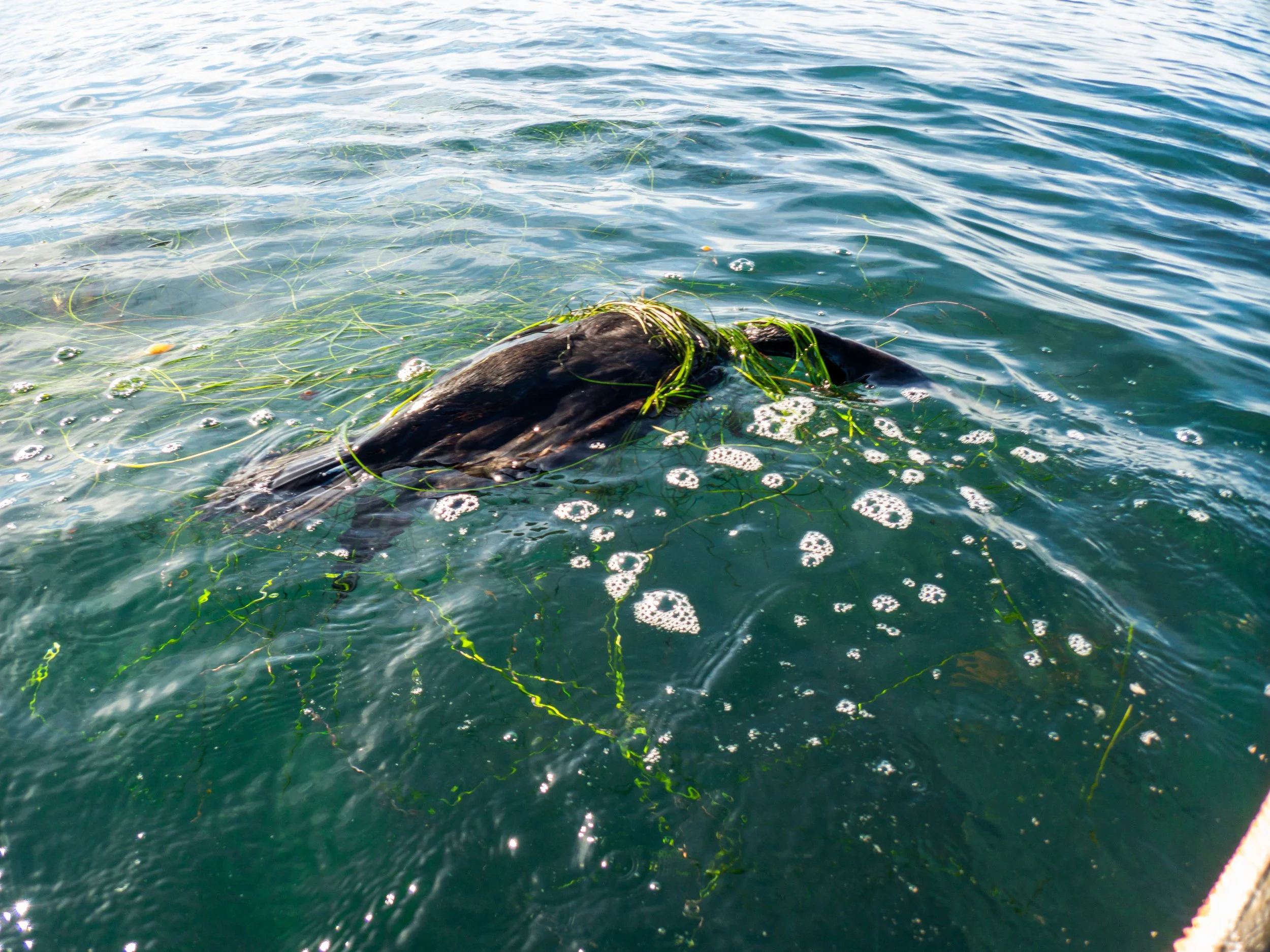 Dead whale floating in water with seaweed and bubbles.