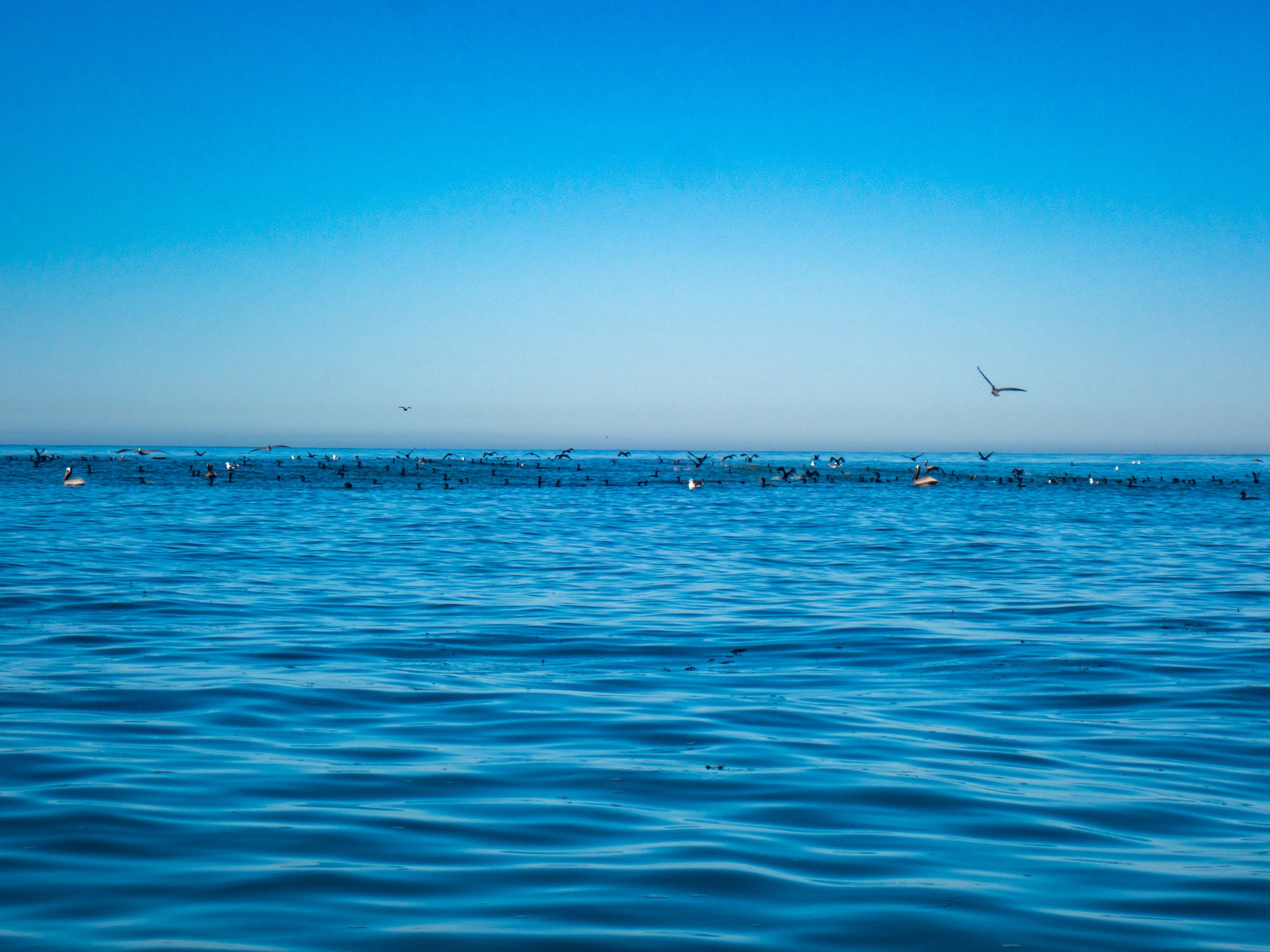 Calm ocean with many seagulls flying and floating, clear blue sky