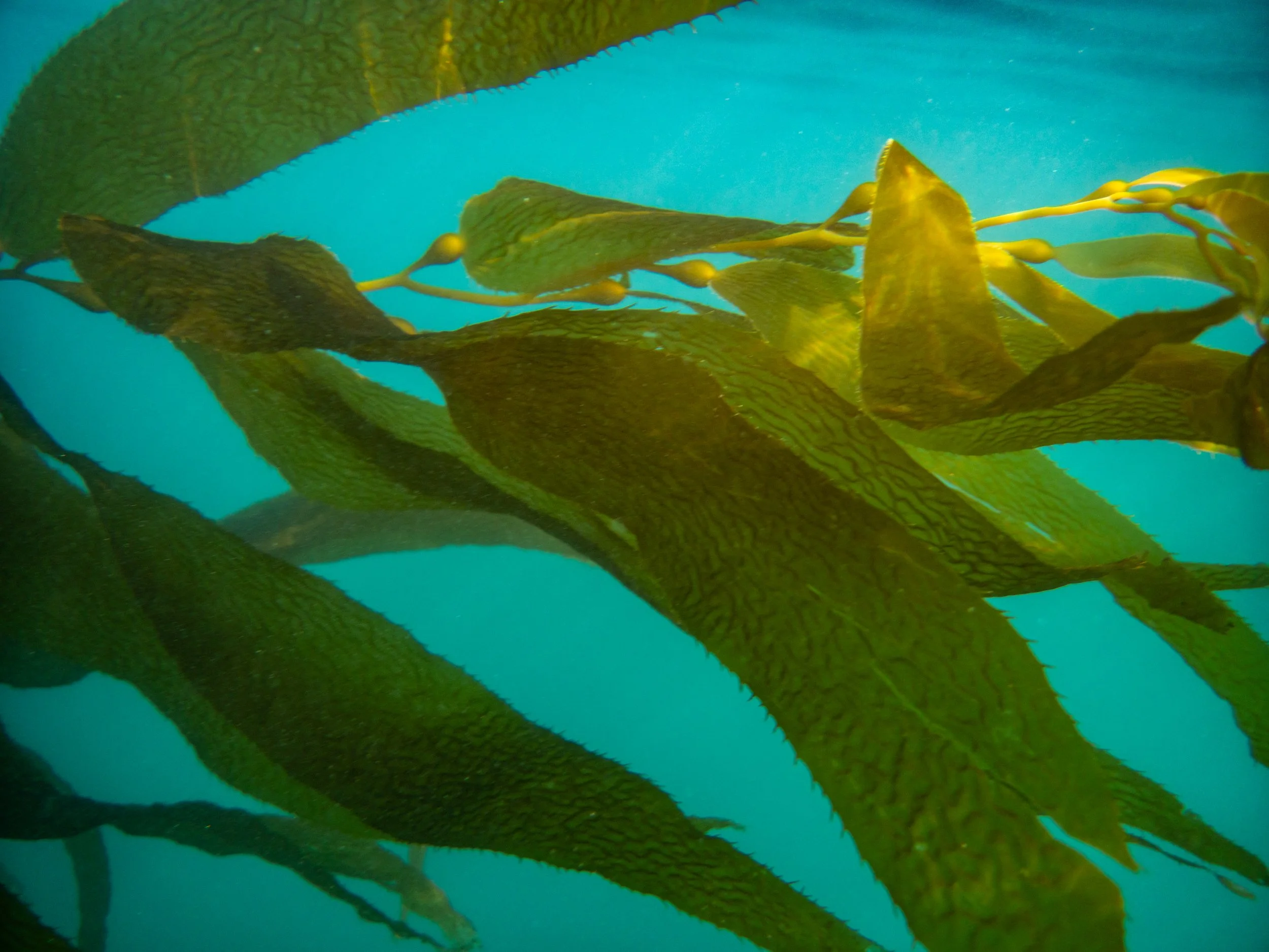 Underwater view of green seaweed with long, wide leaves and textured surface floating in clear blue water.
