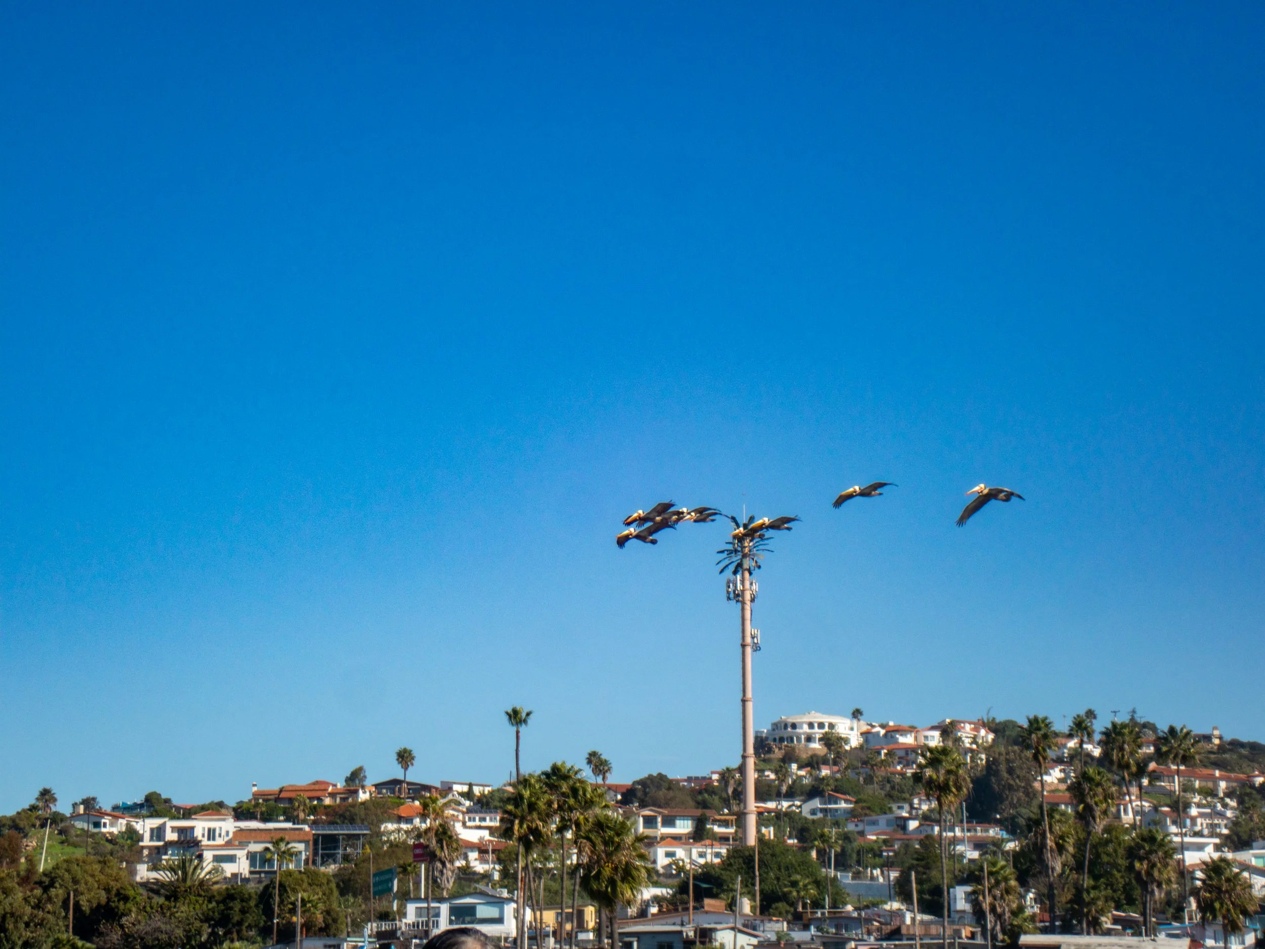 Five pelicans flying over a hillside neighborhood with palm trees and houses, under a clear blue sky.