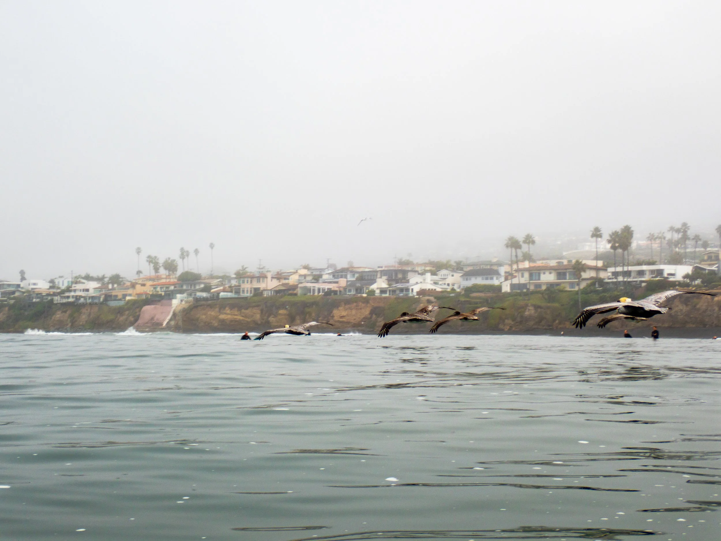 Seagulls flying low over a calm ocean with city houses and palm trees in the background, shrouded in fog.