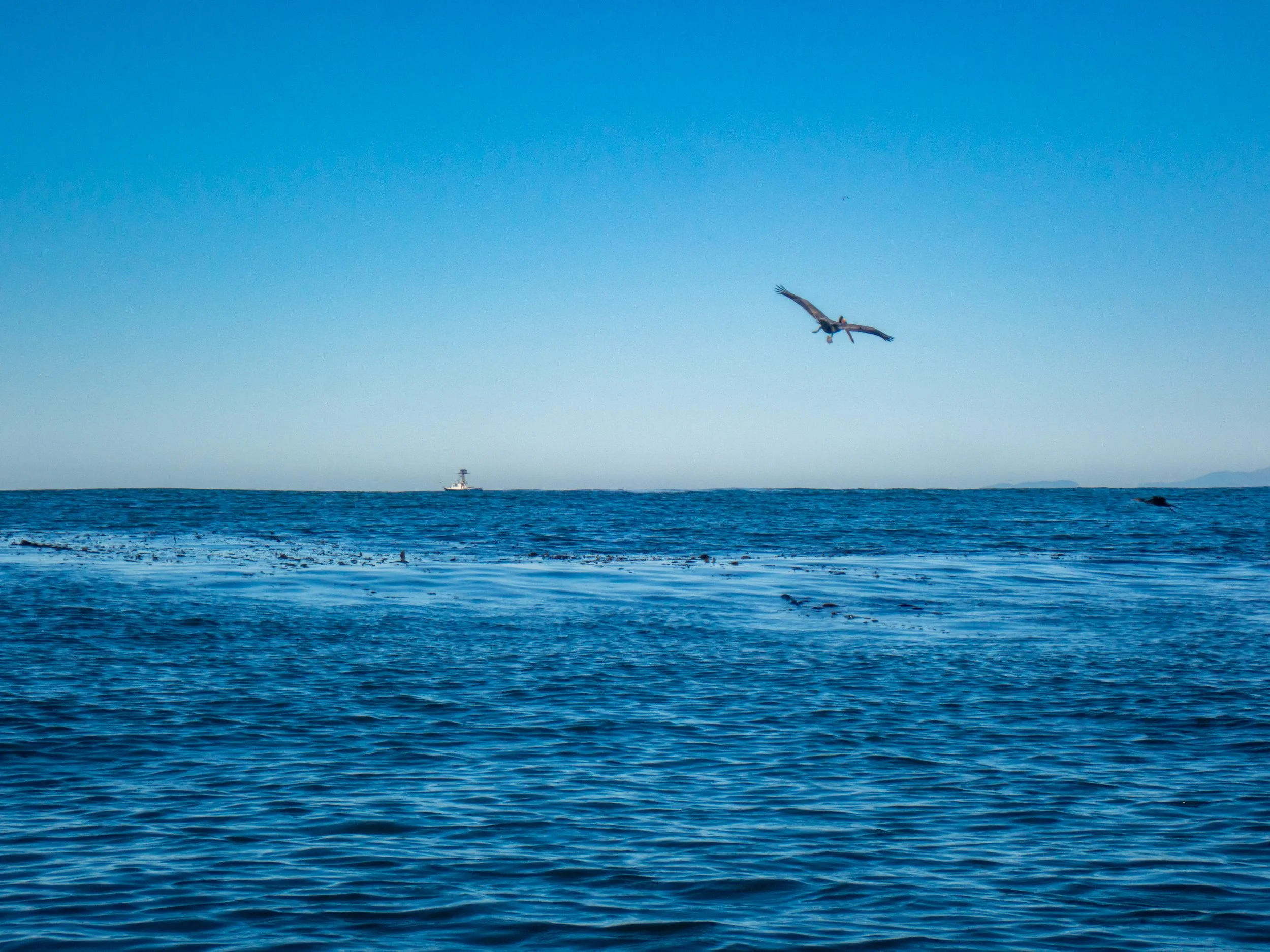 Ocean scene with a bird flying over the water and a boat visible on the horizon.
