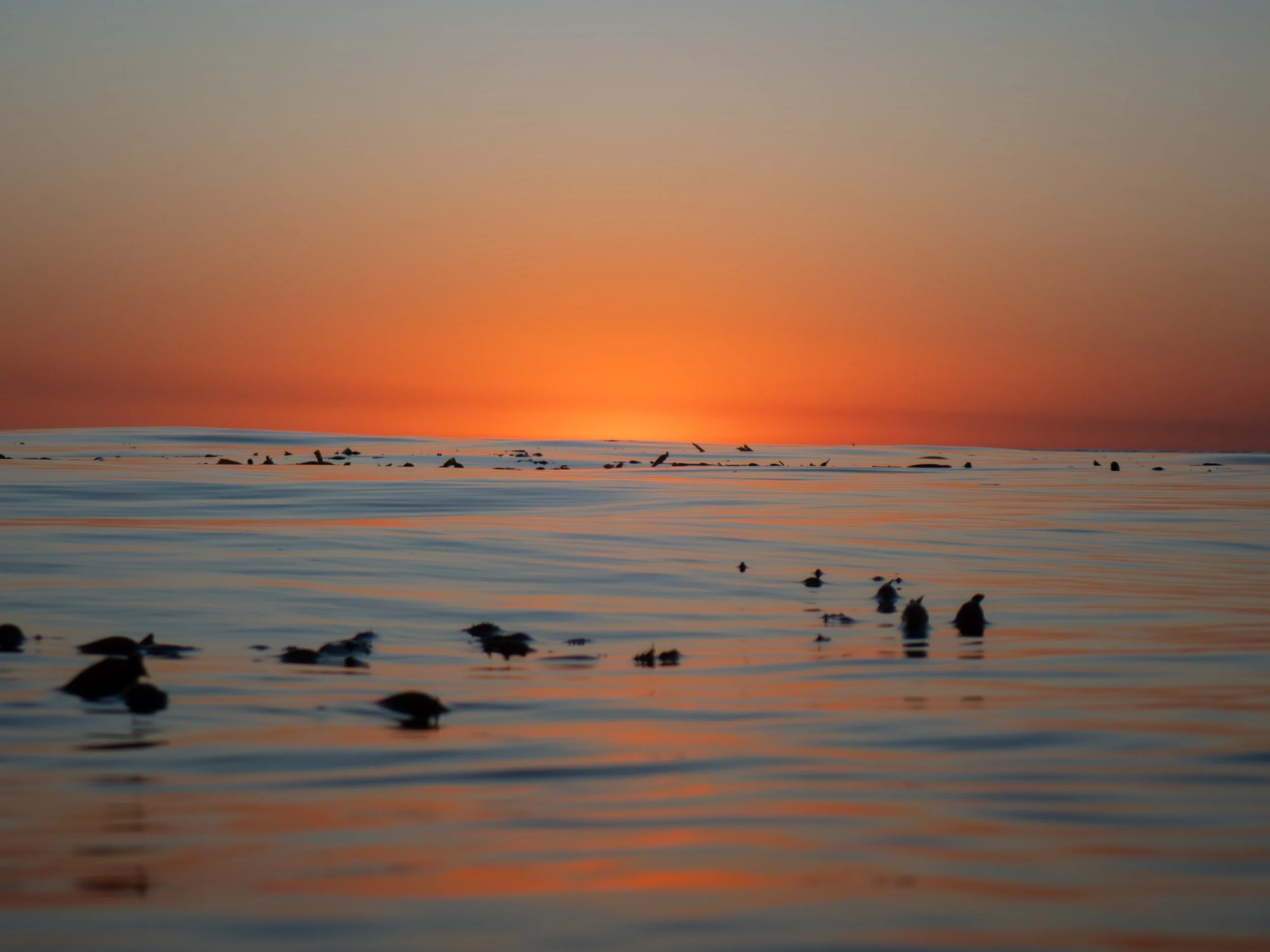 A sunset over the ocean with a colorful sky, and silhouette of birds floating on the water with gentle ripples.