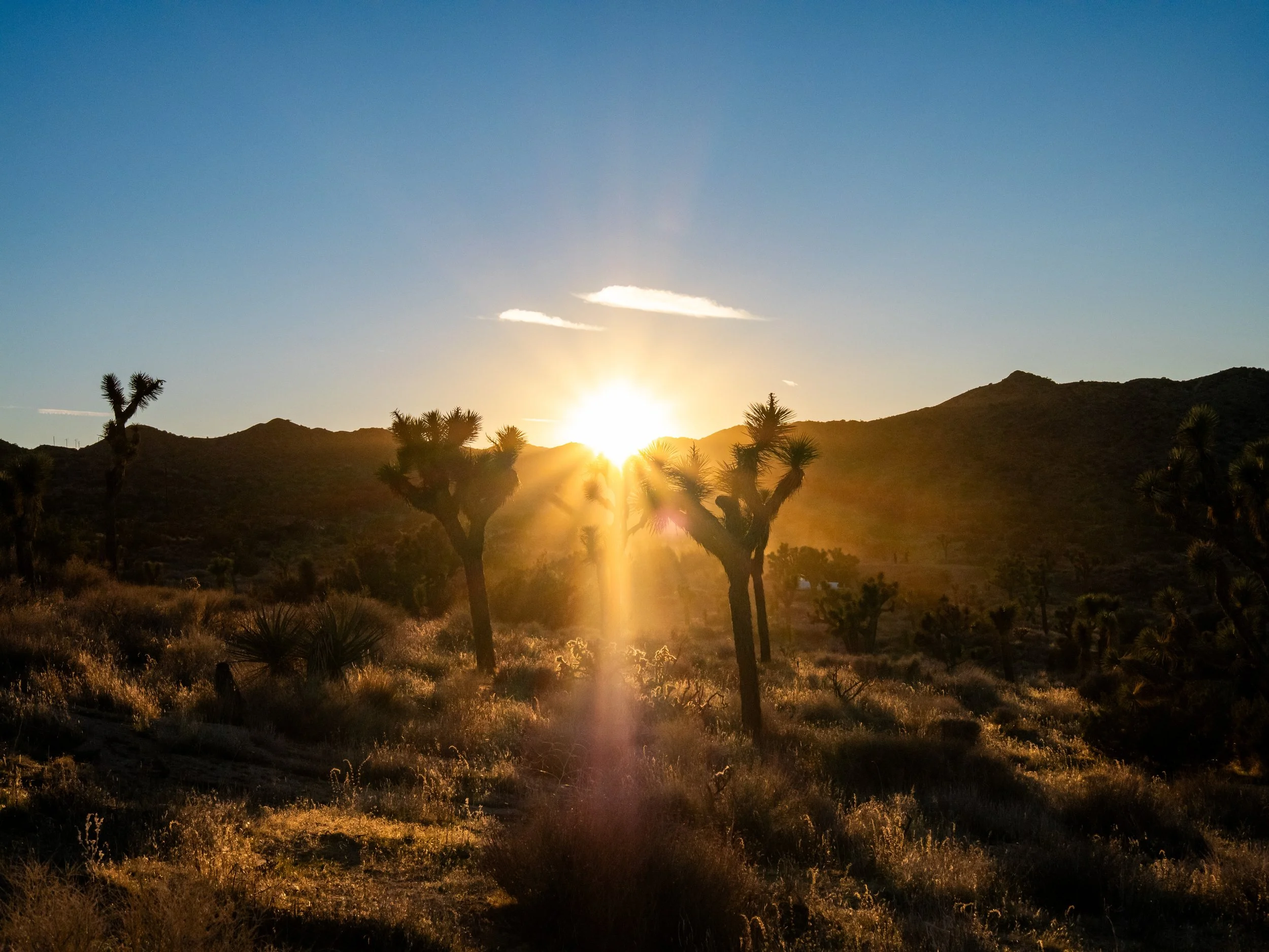 Sunset over a desert landscape with Joshua trees and mountains in the background.