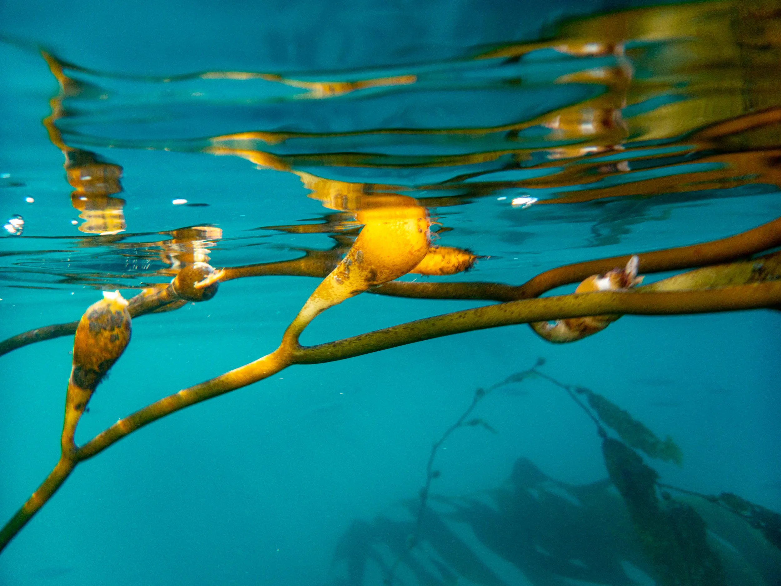 Underwater view of kelp with yellow and brown fronds and a sea lion swimming below.