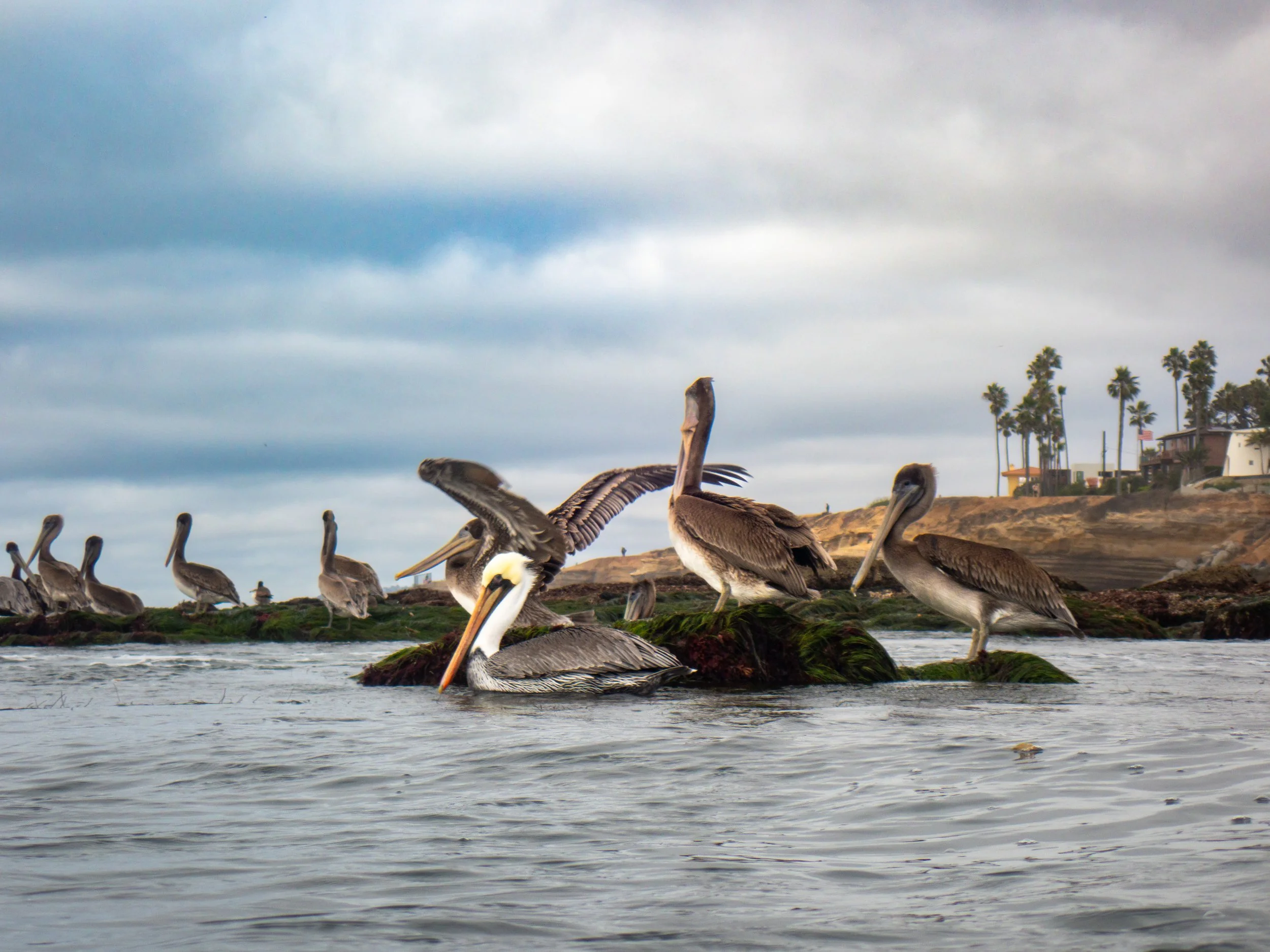 Group of pelicans resting on rocks near the shoreline with palm trees and buildings in the background overcast sky