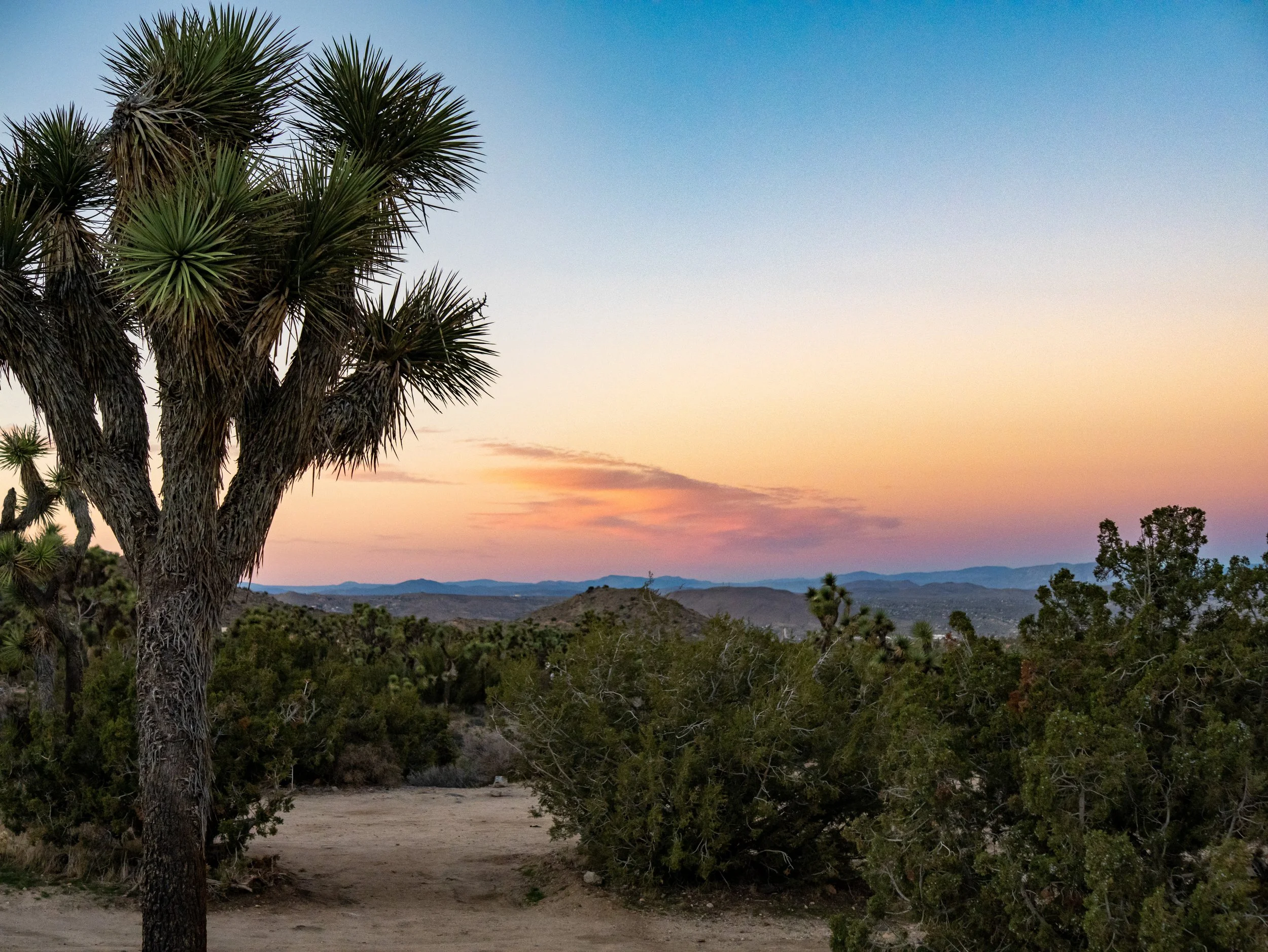 Sunset over desert landscape with Joshua trees and mountains in the distance