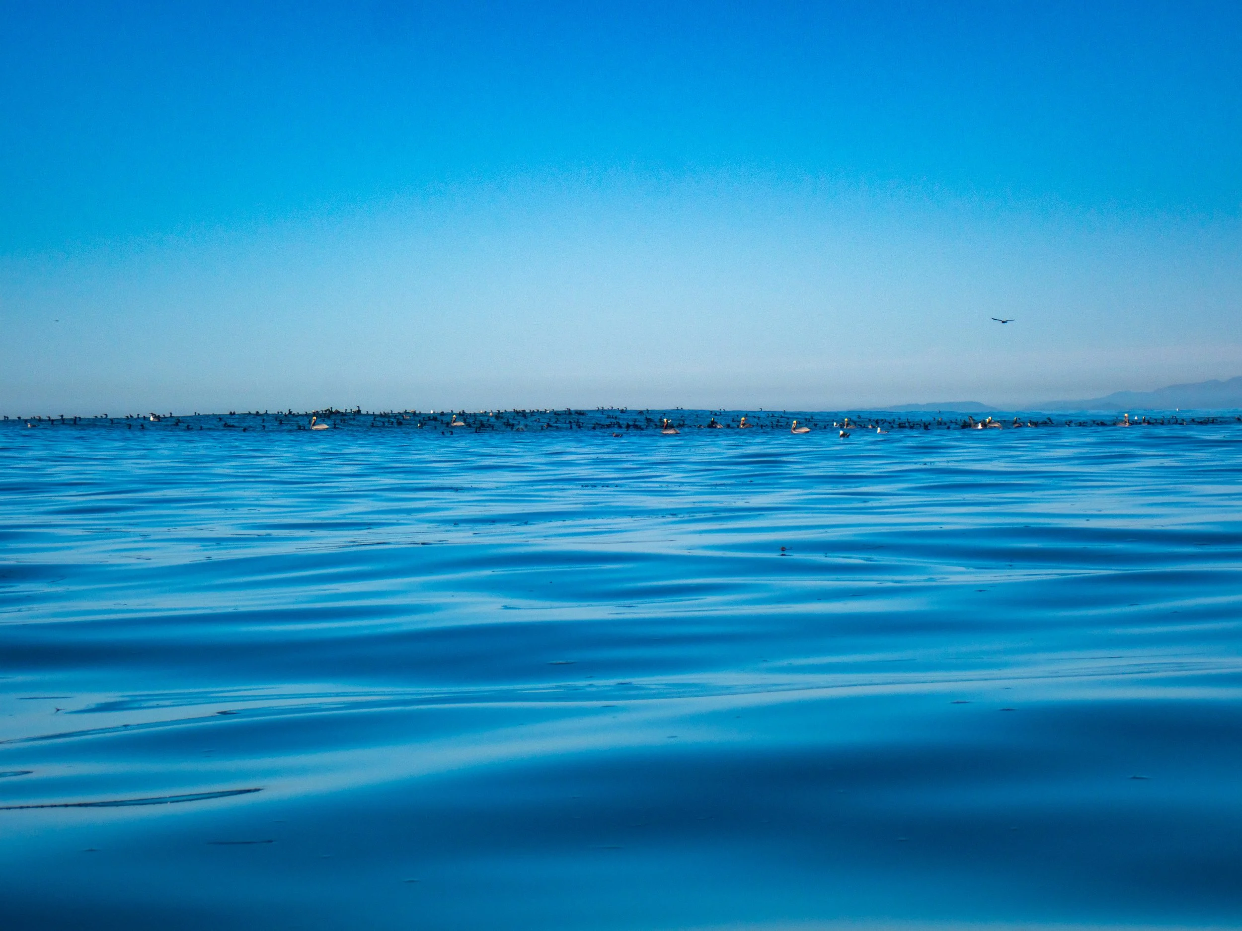Calm ocean with many birds floating on the water and a clear blue sky.