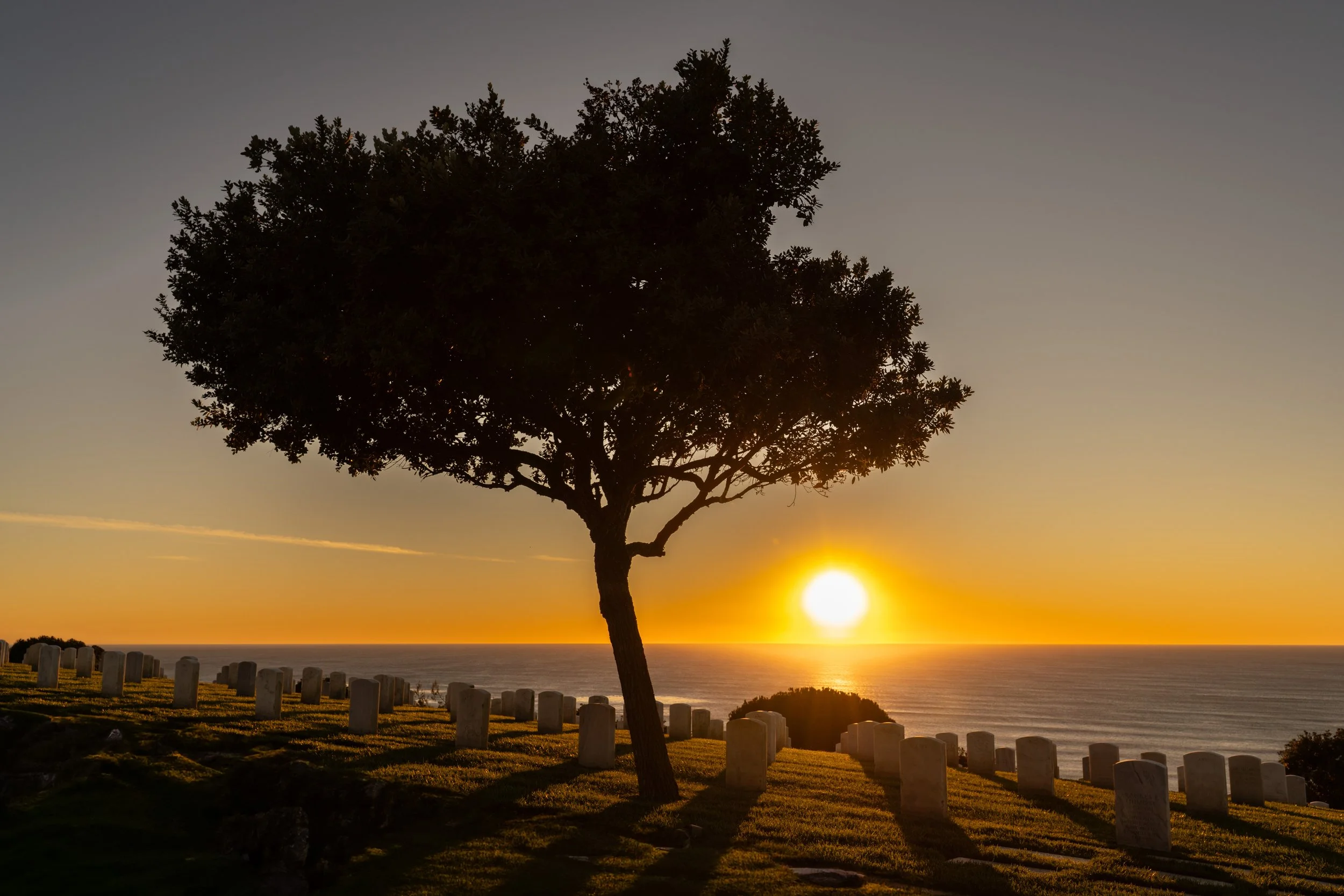 A tree standing in a cemetery with white headstones, overlooking the ocean at sunset, casting long shadows on the grass.