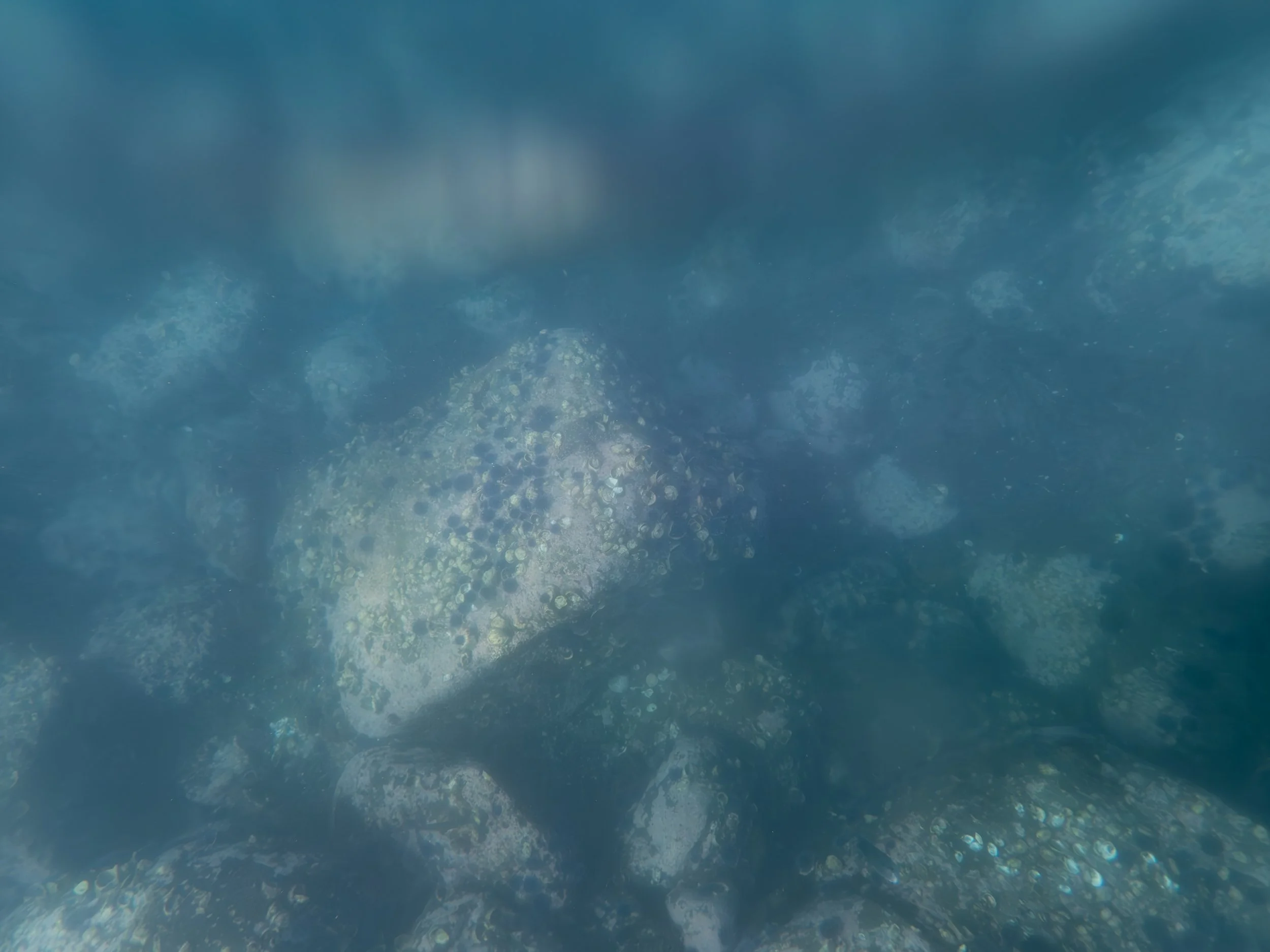Underwater view of rocks covered with barnacles and marine growth.