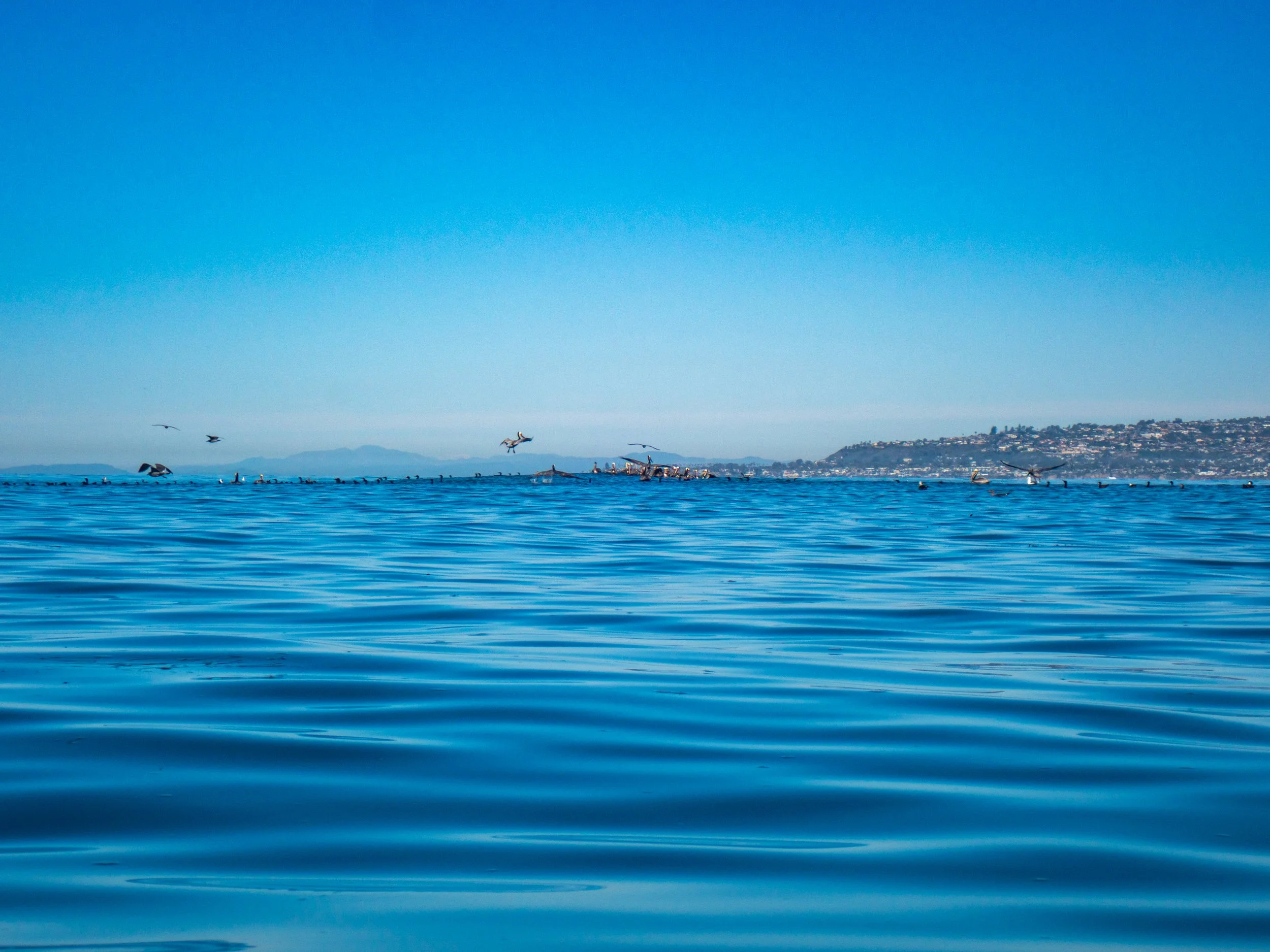 A calm ocean with low waves, seagulls flying above, and a distant shoreline with buildings and hills under a clear blue sky.