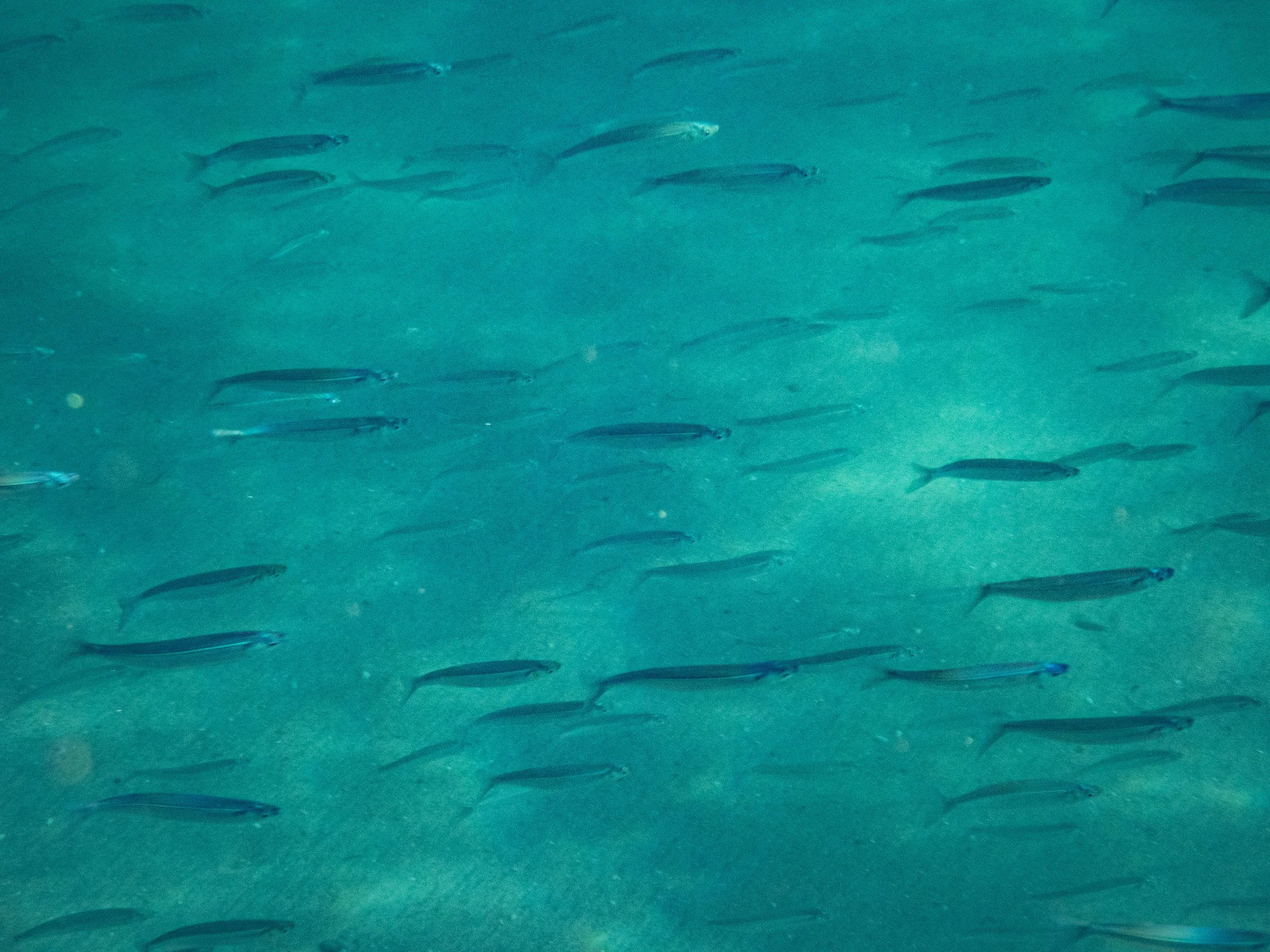 School of small fish swimming in clear blue water.