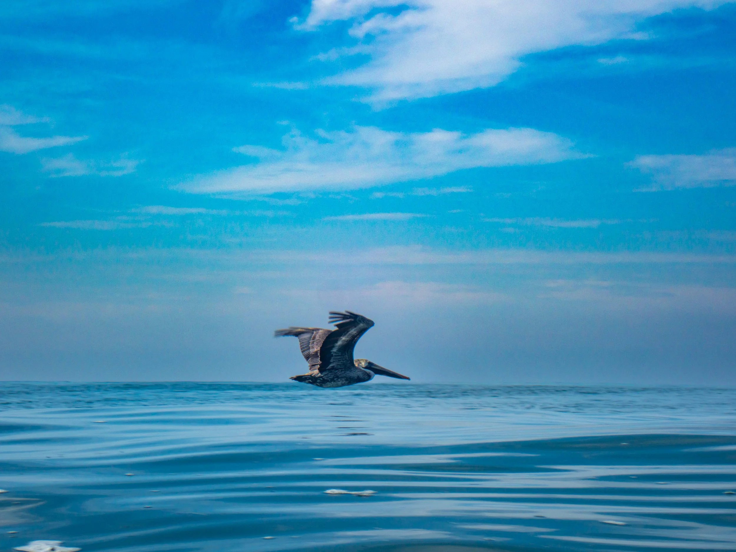A pelican flying over calm ocean water with a blue sky and thin clouds overhead.