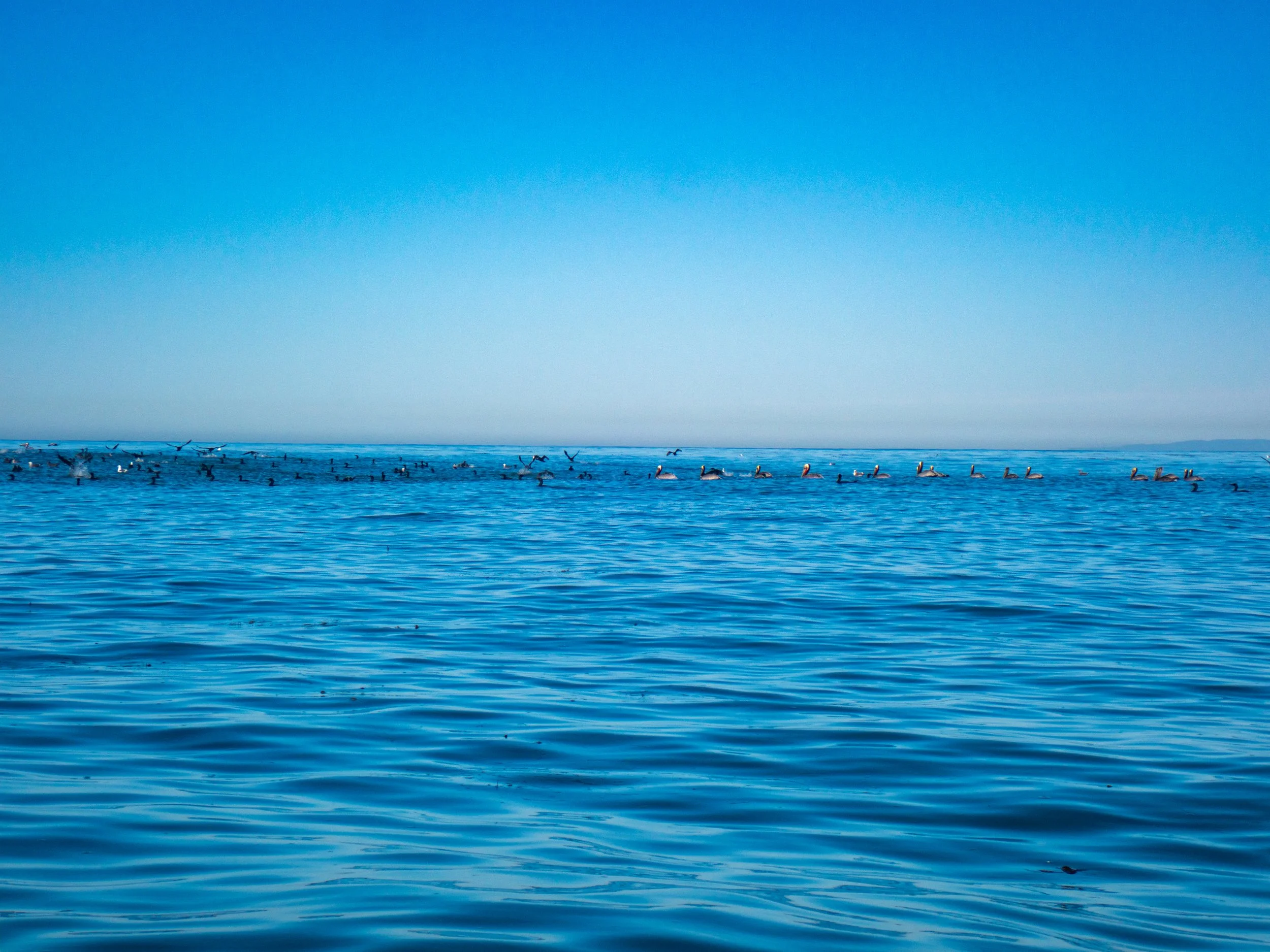 A large group of birds swimming on the ocean surface, with some flying above, under a clear blue sky.