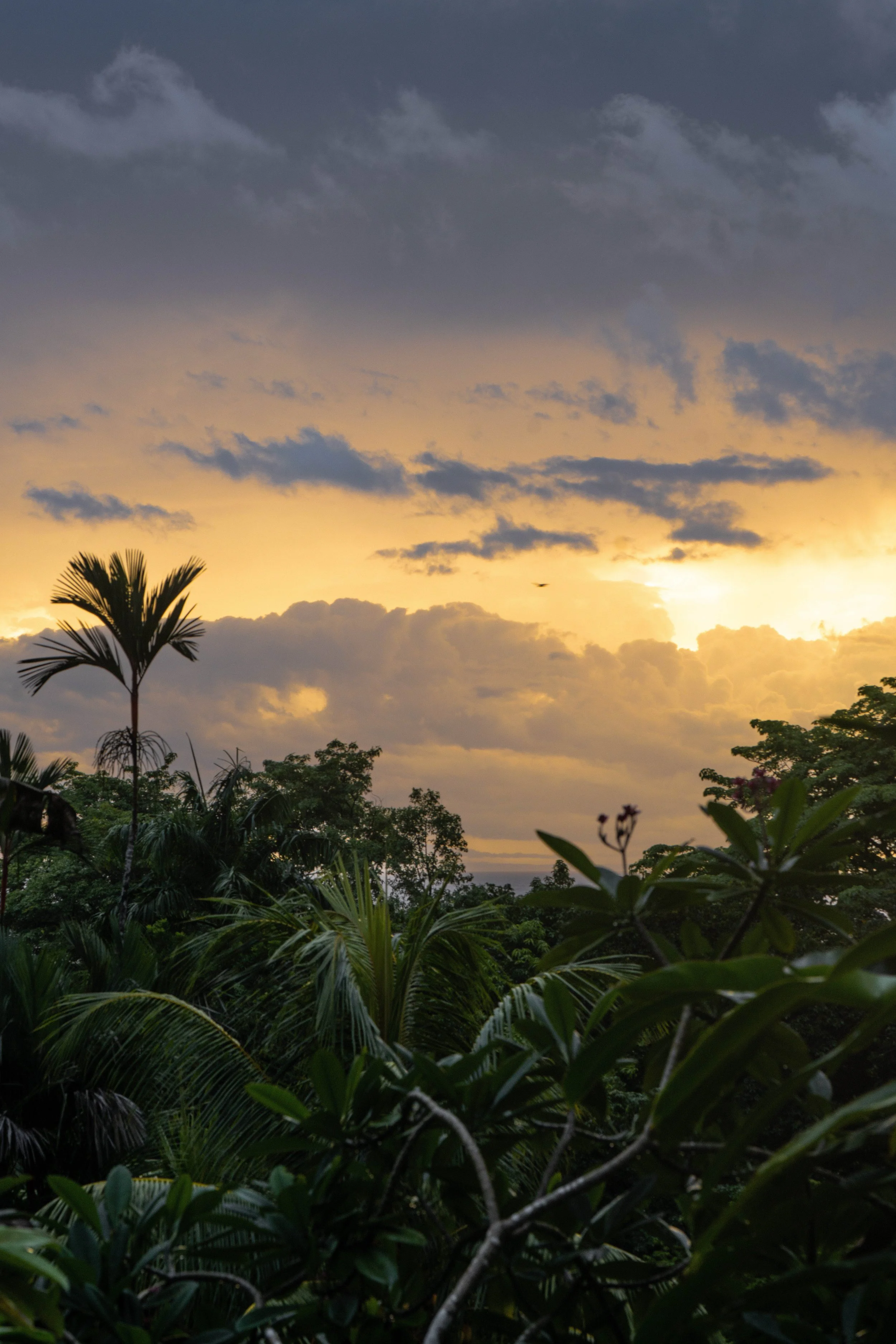 Sunset over a lush tropical forest with dark clouds in the sky.