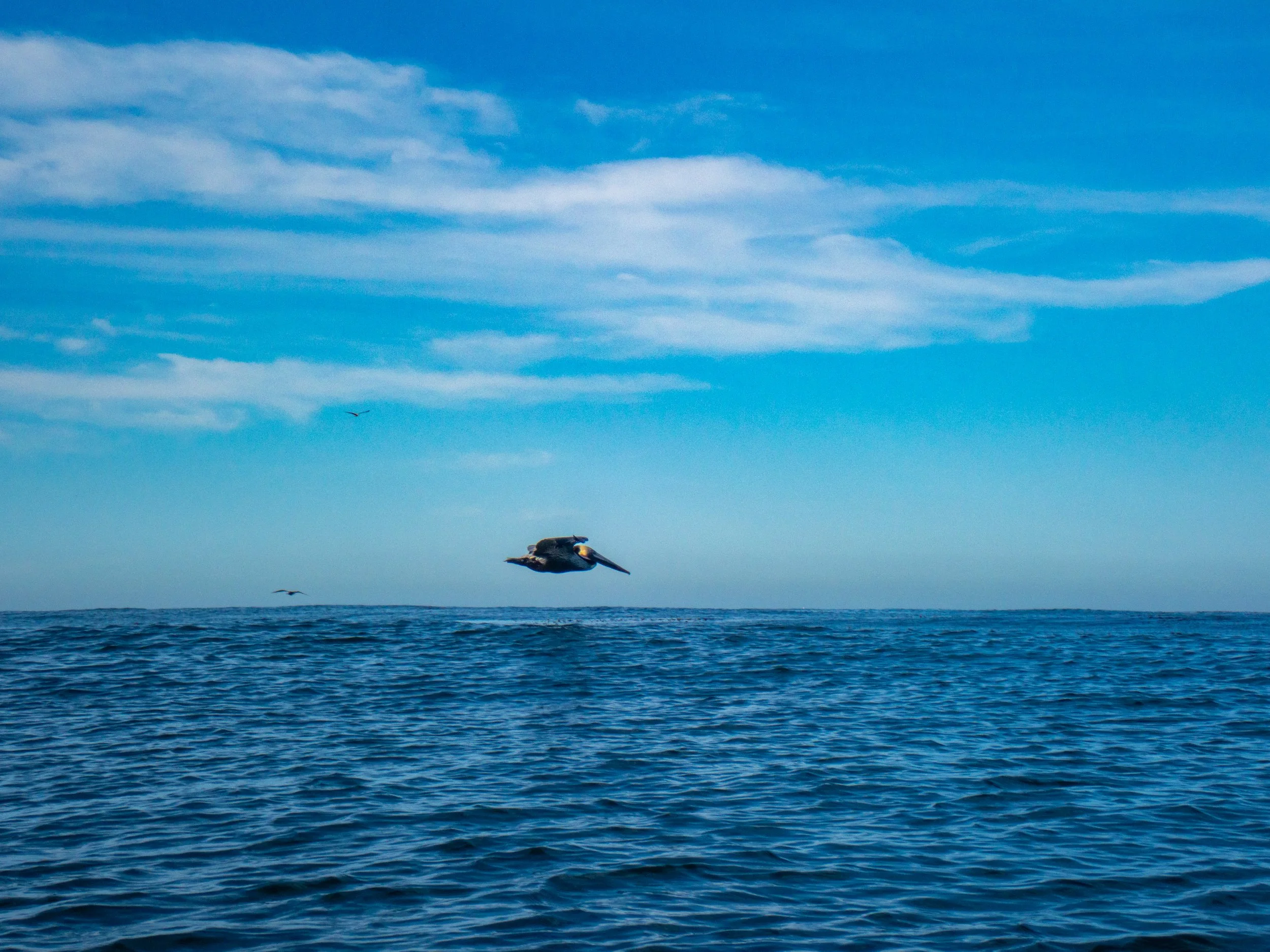 A seagull flying over the ocean with a blue sky and some clouds in the background.