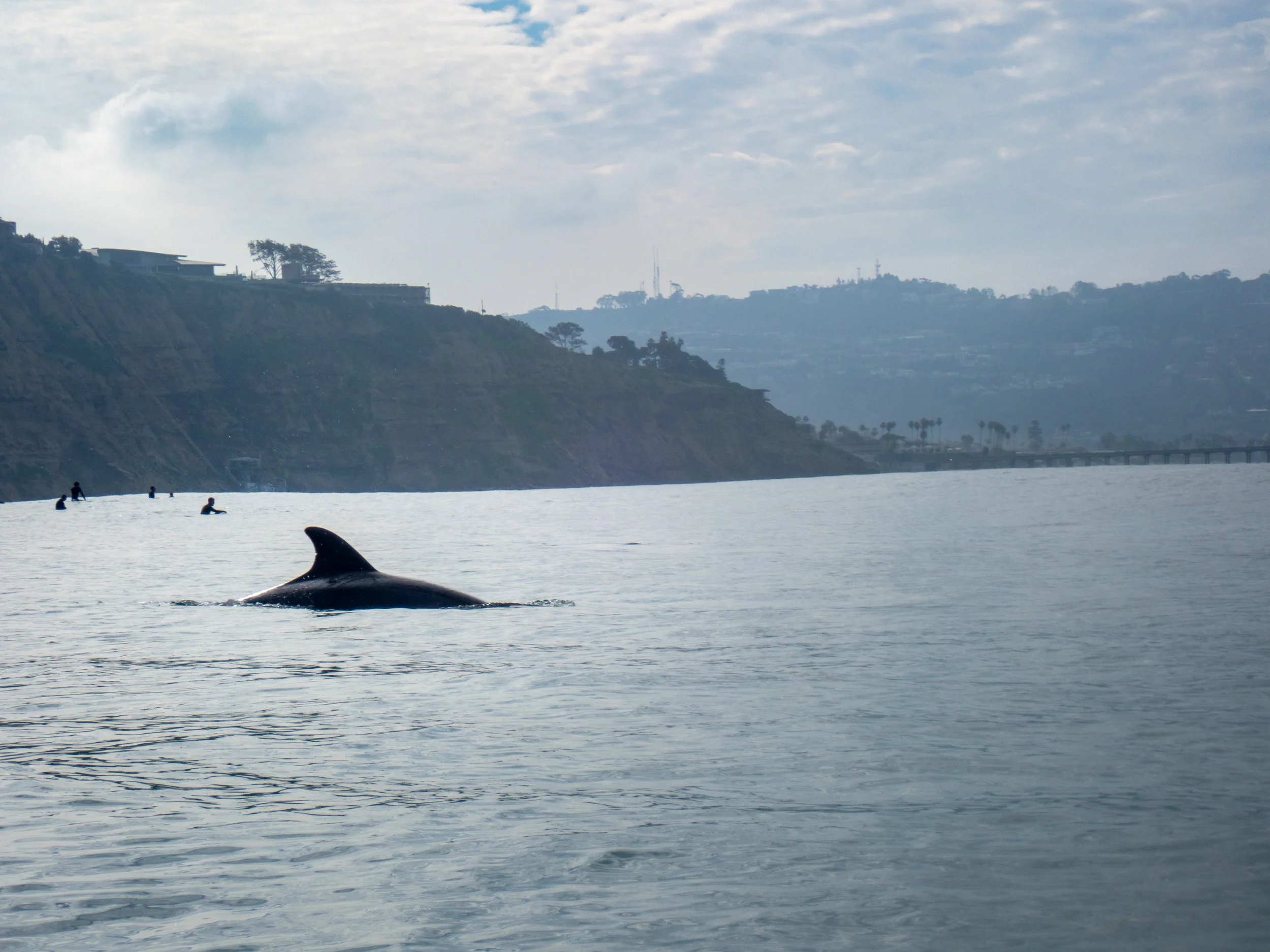 A whale's dorsal fin and part of its back are visible above the water, with a group of people swimming or surfing nearby. The scene is set near a coastline with cliffs and a distant pier under a cloudy sky.