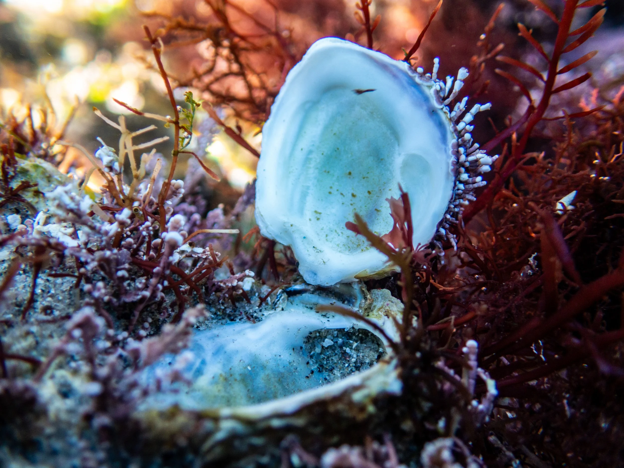 Open oyster shell on the ocean floor surrounded by red seaweed and small marine organisms.
