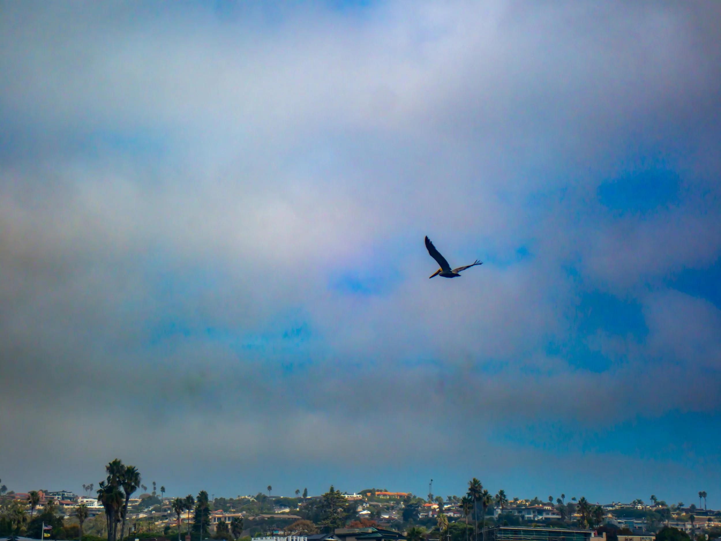 A bird flying in a cloudy sky above a cityscape with scattered trees.