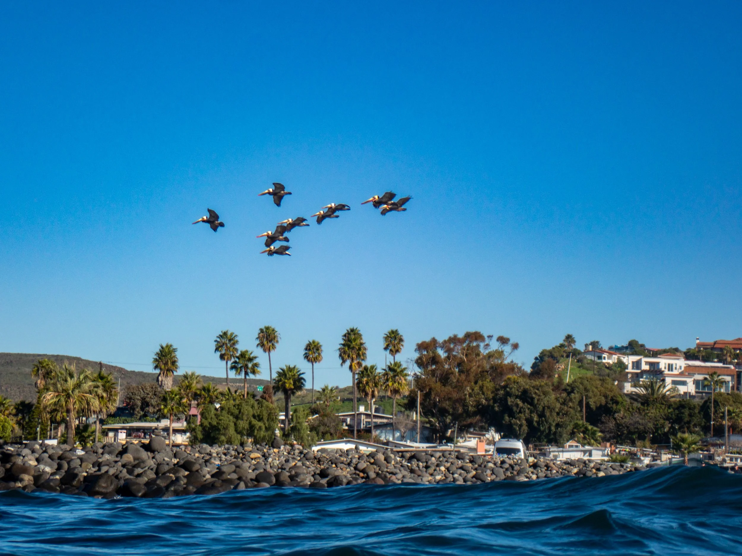 A group of pelicans flying over a rocky shoreline with palm trees and houses on a hillside against a clear blue sky.