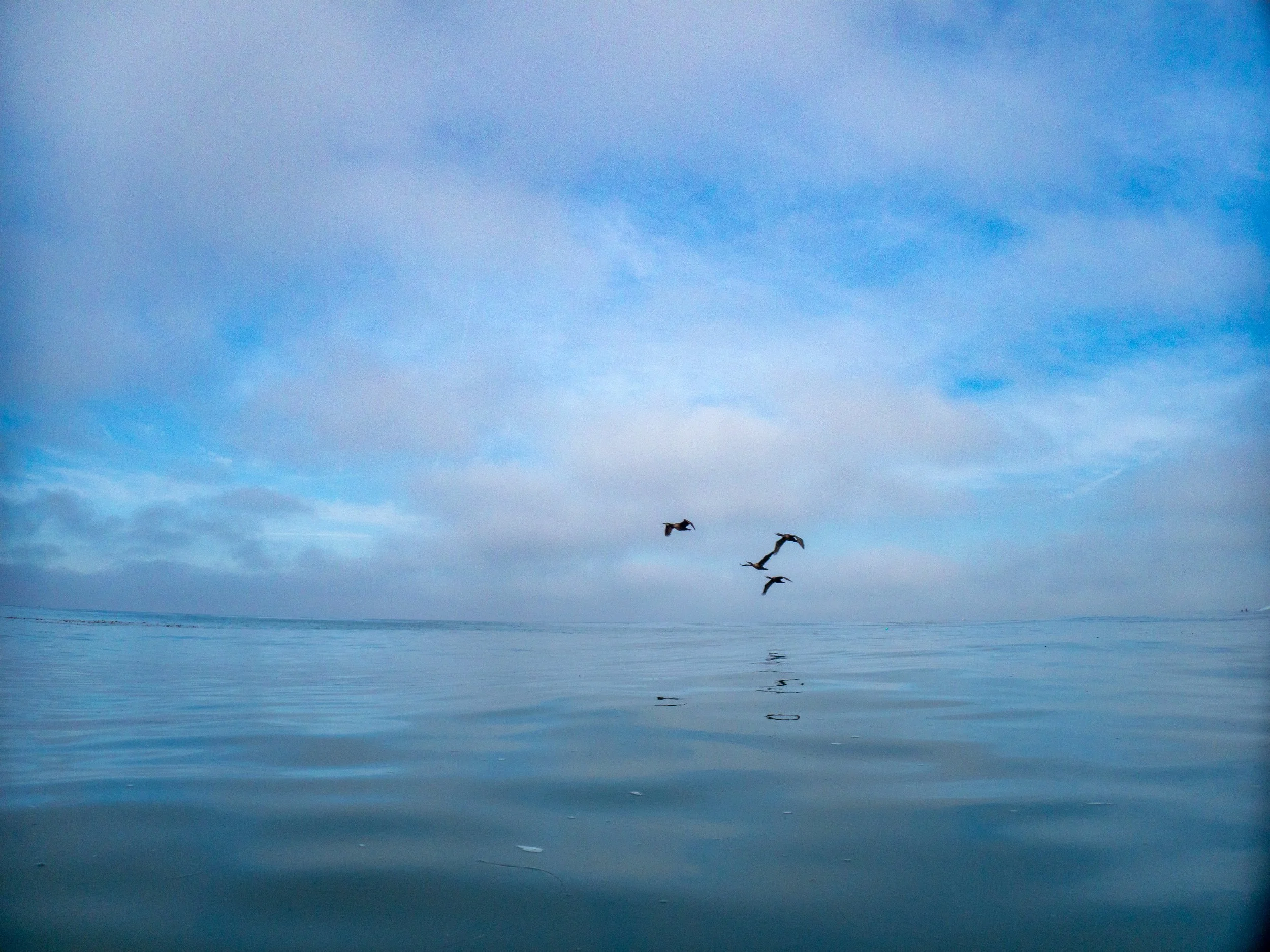 A calm ocean scene with a blue sky and four seagulls flying over the water.