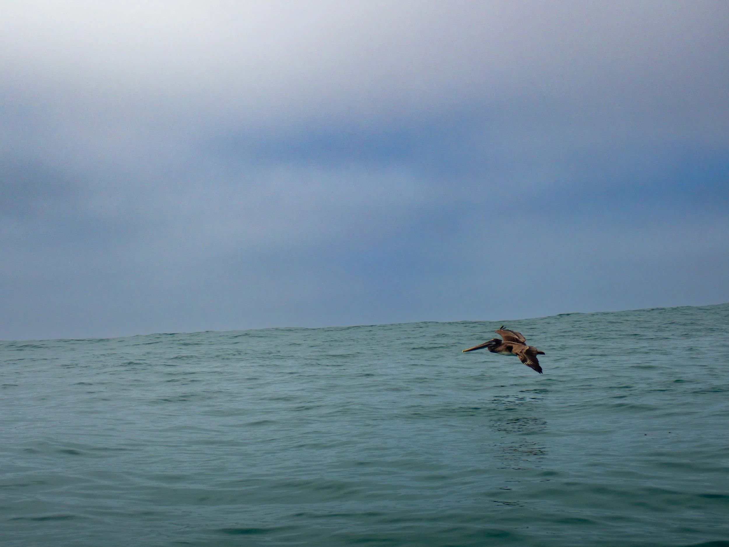 A brown pelican flying over the ocean with a cloudy sky in the background.